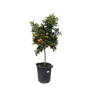 Citrus Kumquat en pot Ø40cm. Plante verte type Citrus Kumquat, livrée en pot, idéale pour intérieur lumineux.