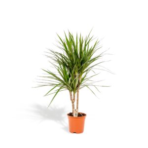 Dracaena Marginata en pot Ø17cm  Hauteur 90cm. Plante verte type Dracaena Marginata, livrée en pot, idéale pour intérieur lumineux.