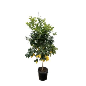 Citrus Lemon en pot Ø40cm. Plante verte type Citrus Lemon, livrée en pot, idéale pour intérieur lumineux.