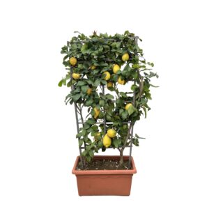 Citrus Lemon op rek en pot Ø60cm. Plante verte type Citrus Lemon op rek, livrée en pot, idéale pour intérieur lumineux.
