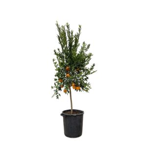 Citrus Mandarino en pot Ø40cm. Plante verte type Citrus Mandarino, livrée en pot, idéale pour intérieur lumineux.