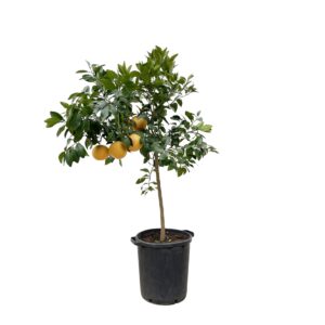 Citrus Pompelmo en pot Ø40cm. Plante verte type Citrus Pompelmo, livrée en pot, idéale pour intérieur lumineux.