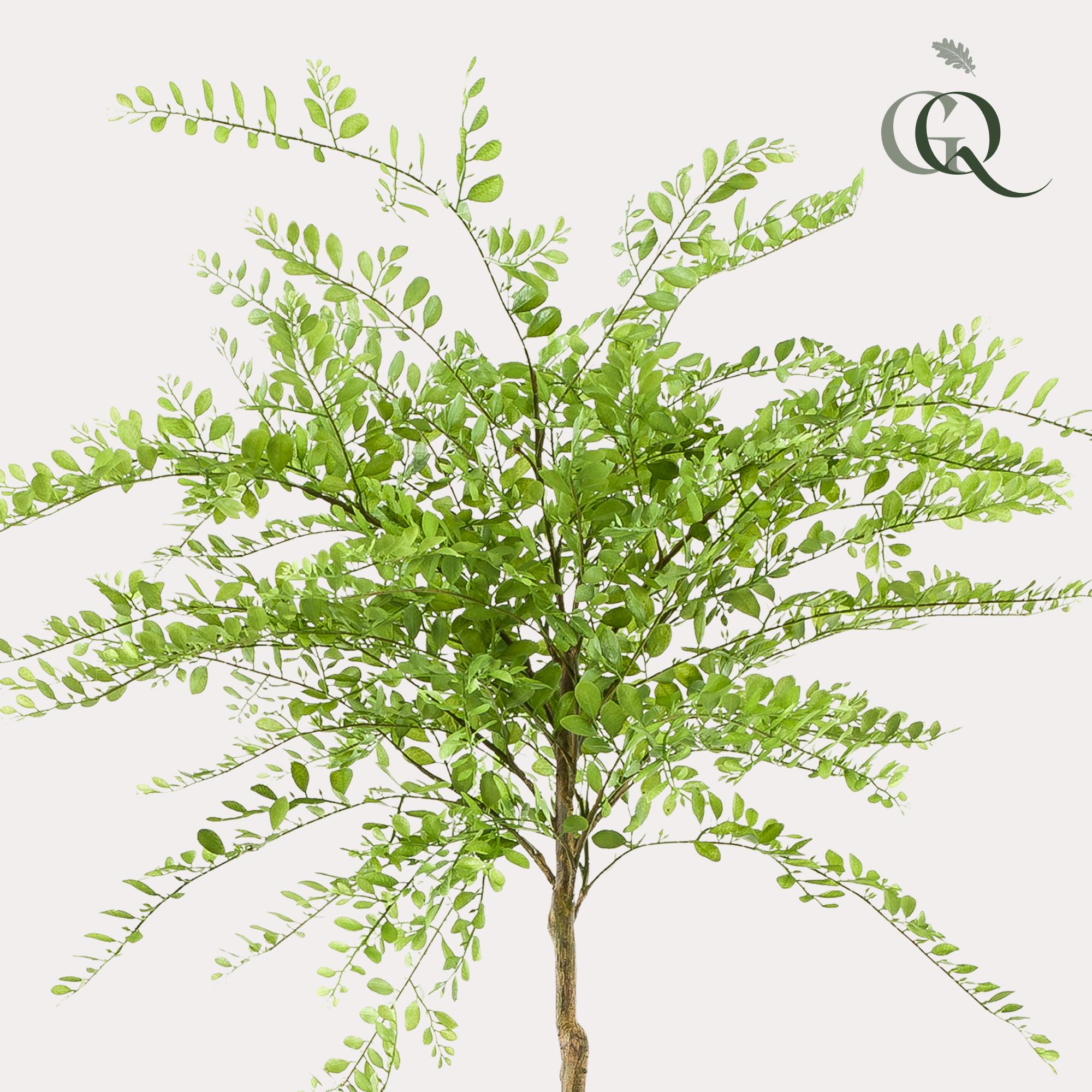 kunstplant en pot. Plante verte type kunstplant, livrée en pot, idéale pour intérieur lumineux. – Image 2