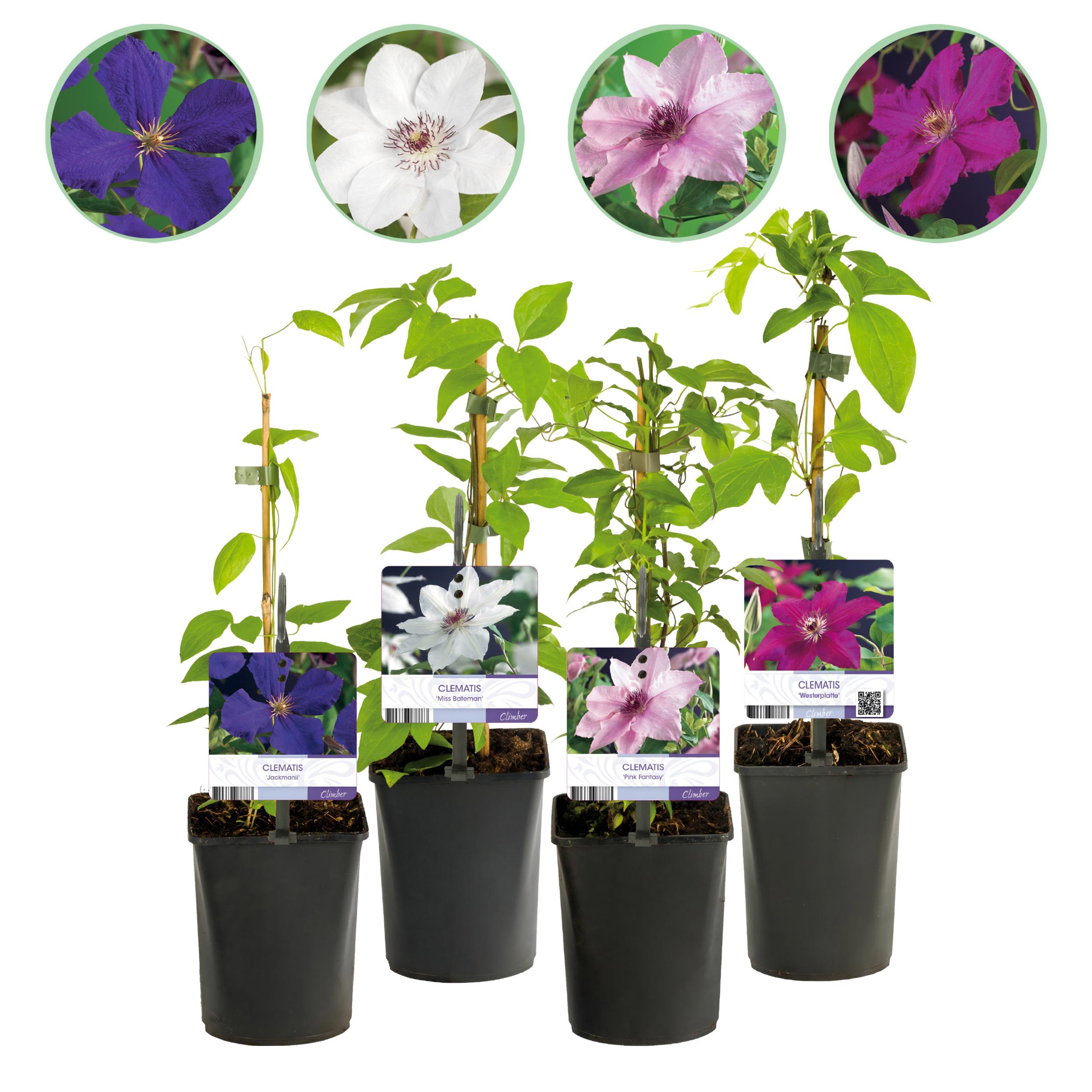 Green boutiQ en pot. Plante verte type Green boutiQ, livrée en pot, idéale pour intérieur lumineux.
