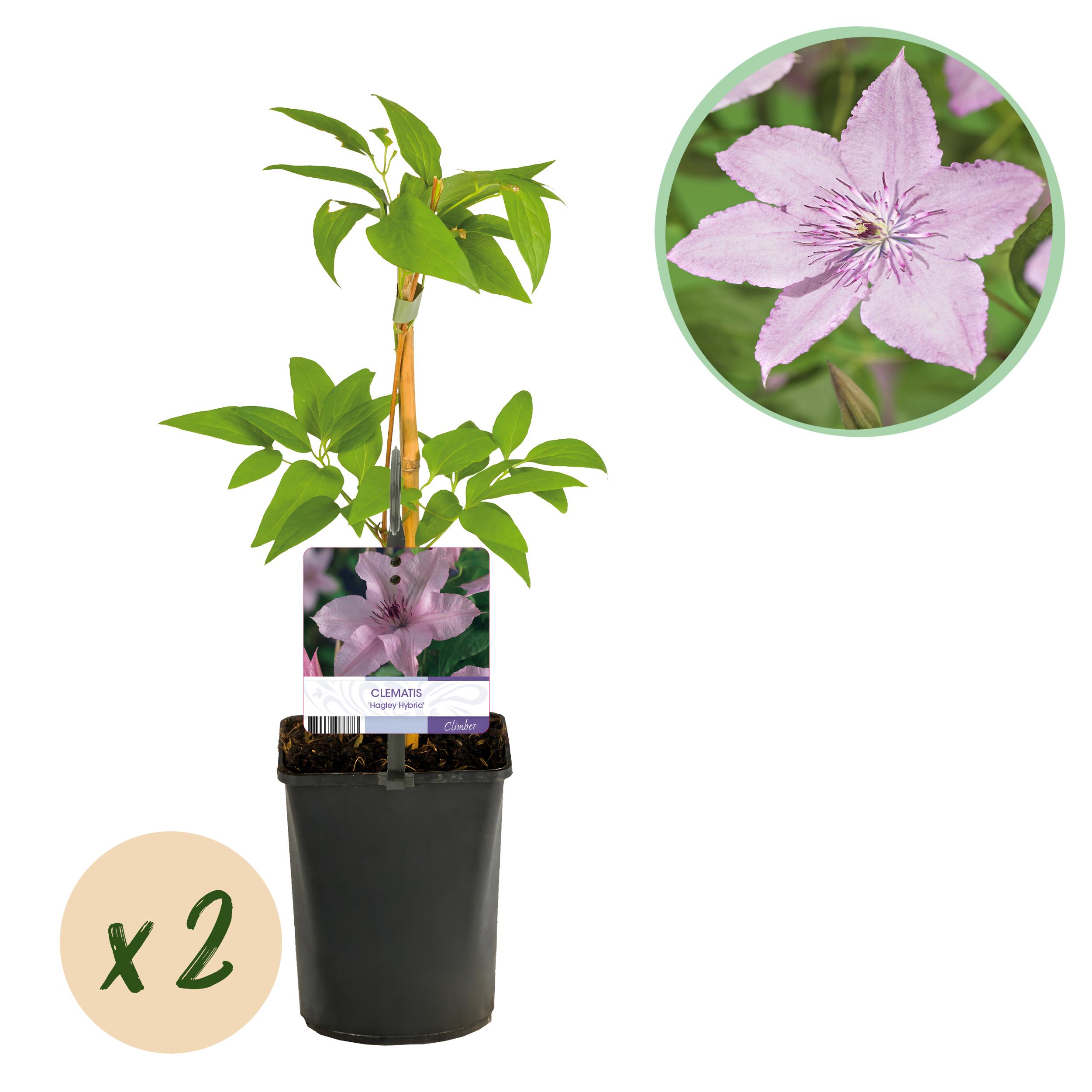 Green boutiQ en pot. Plante verte type Green boutiQ, livrée en pot, idéale pour intérieur lumineux.