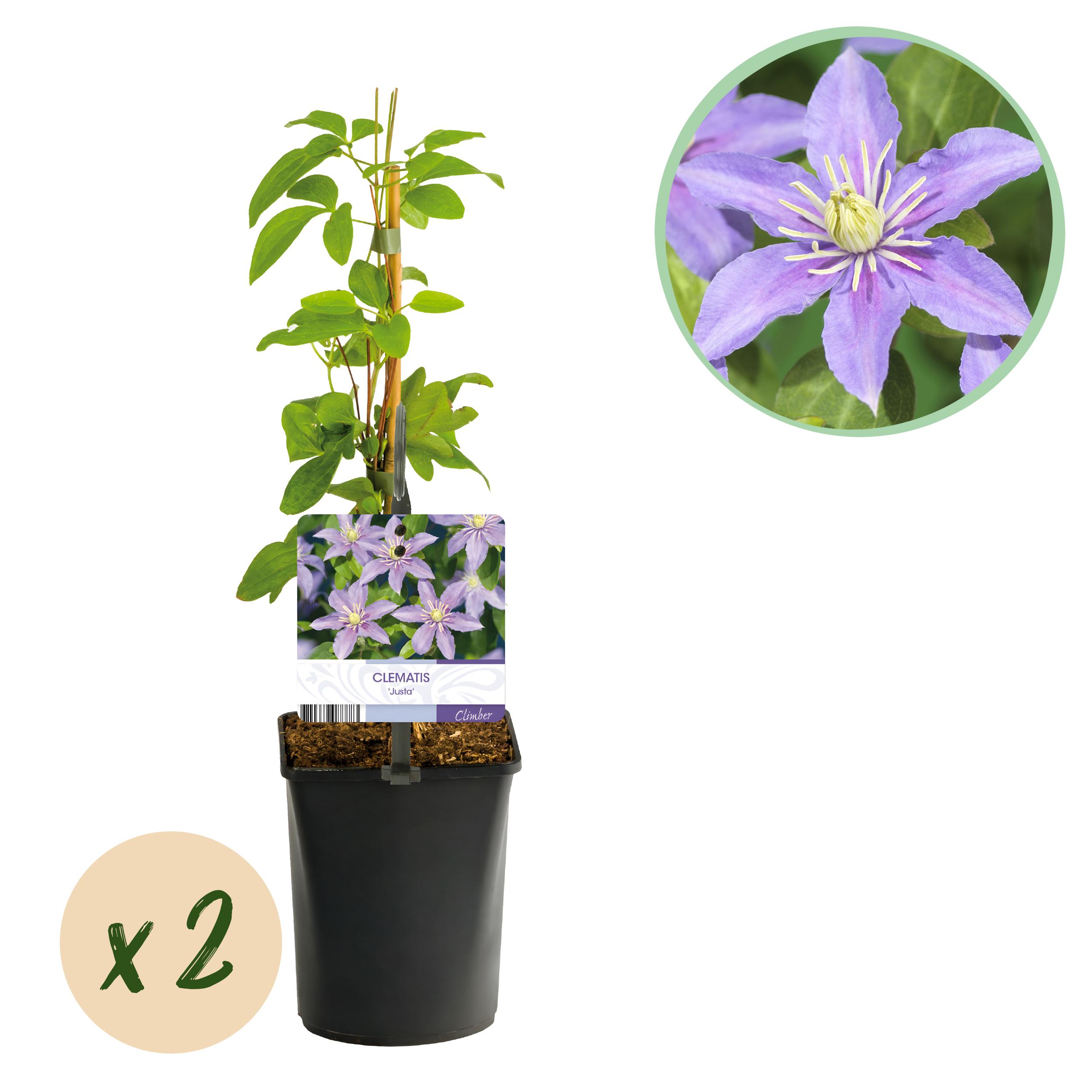 Green boutiQ en pot. Plante verte type Green boutiQ, livrée en pot, idéale pour intérieur lumineux.