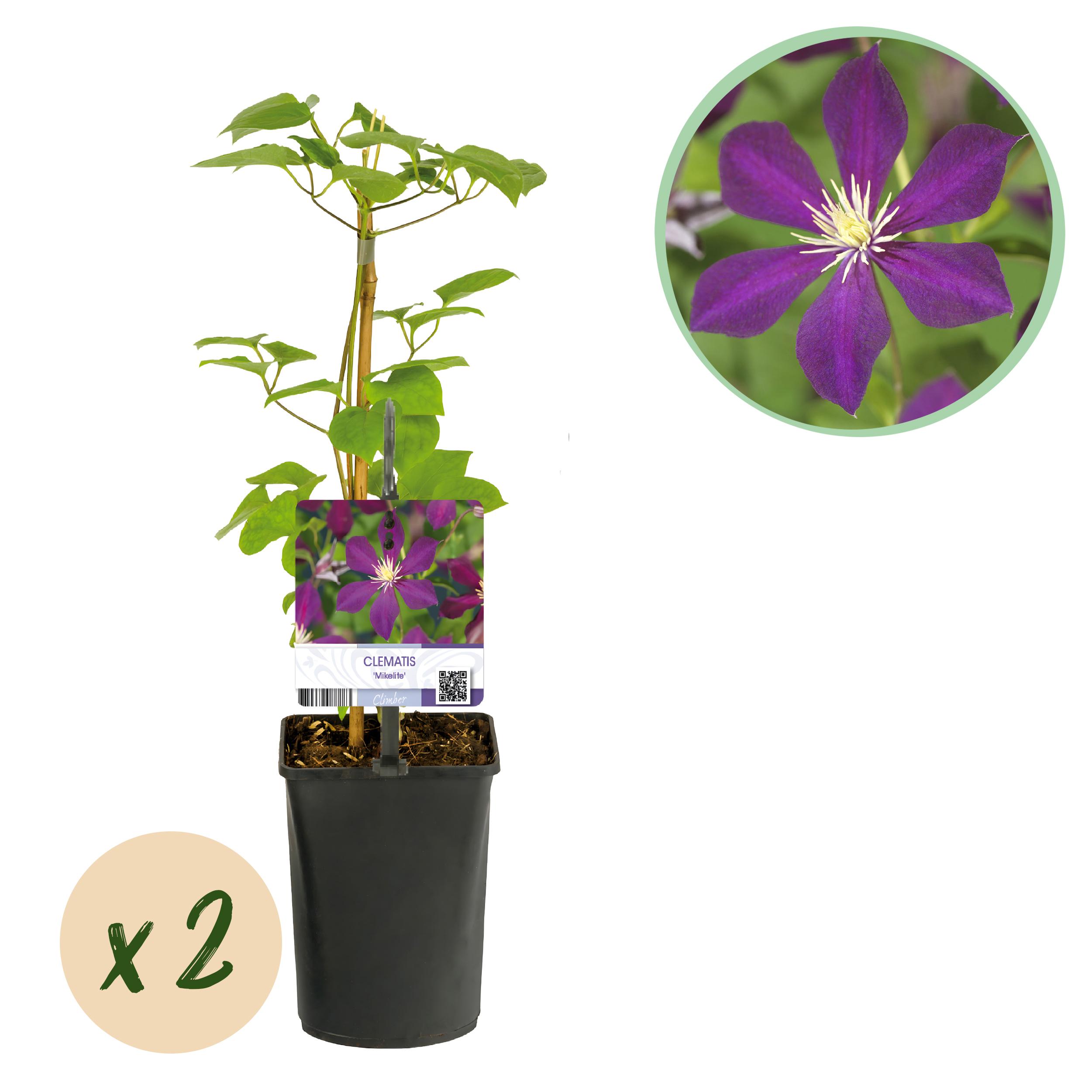 Green boutiQ en pot. Plante verte type Green boutiQ, livrée en pot, idéale pour intérieur lumineux.