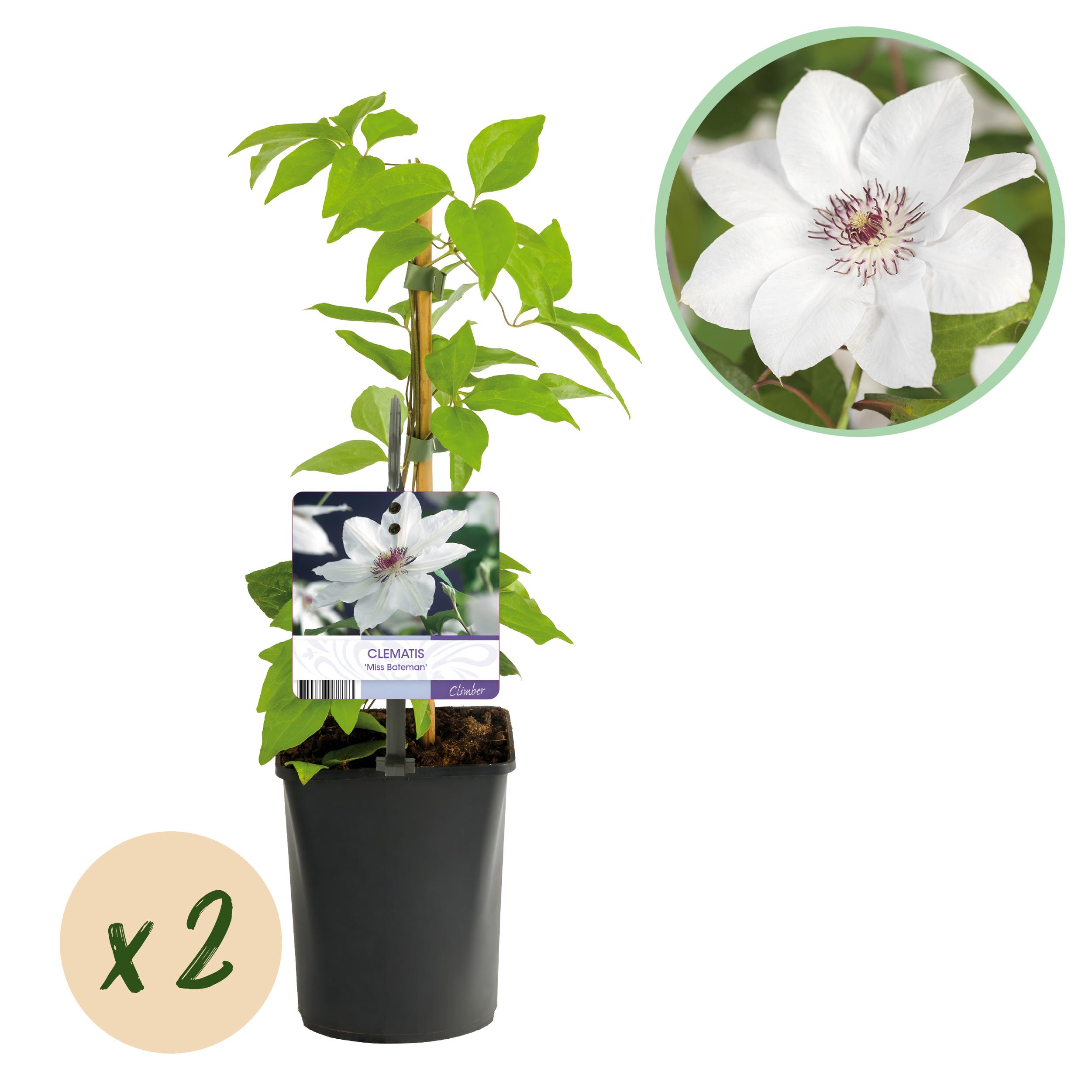 Green boutiQ en pot. Plante verte type Green boutiQ, livrée en pot, idéale pour intérieur lumineux.