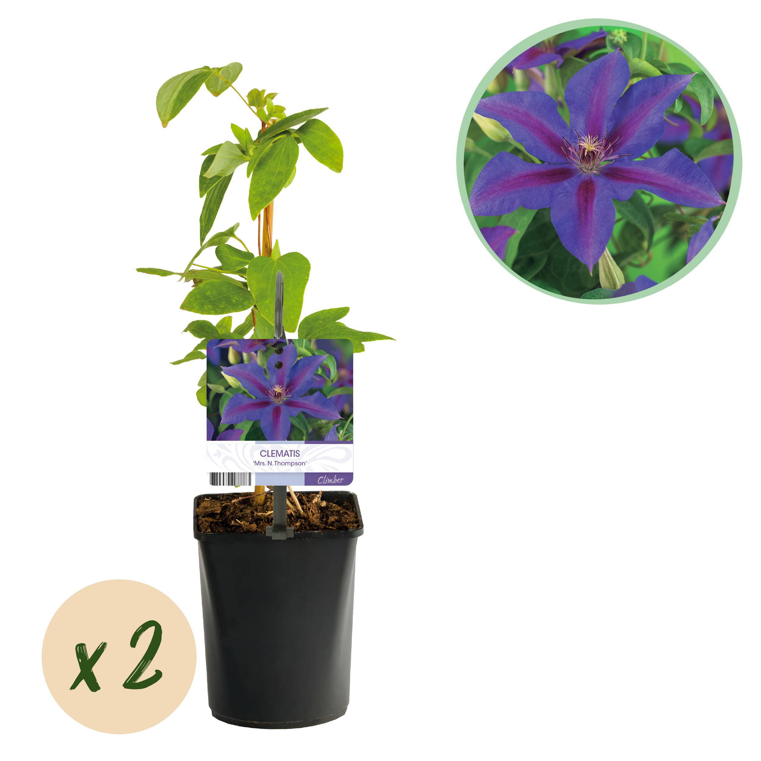 Green boutiQ en pot. Plante verte type Green boutiQ, livrée en pot, idéale pour intérieur lumineux.