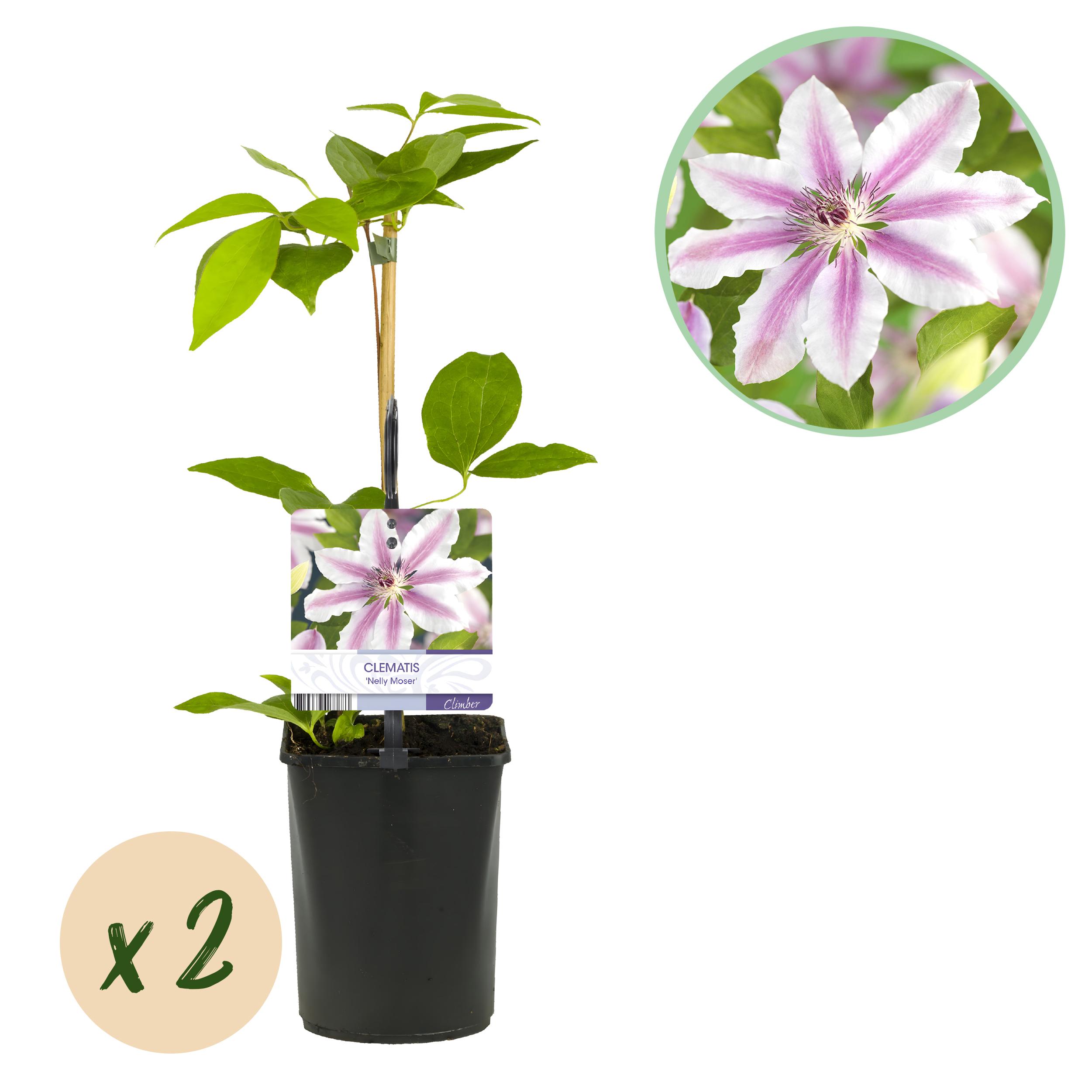 Green boutiQ en pot. Plante verte type Green boutiQ, livrée en pot, idéale pour intérieur lumineux.
