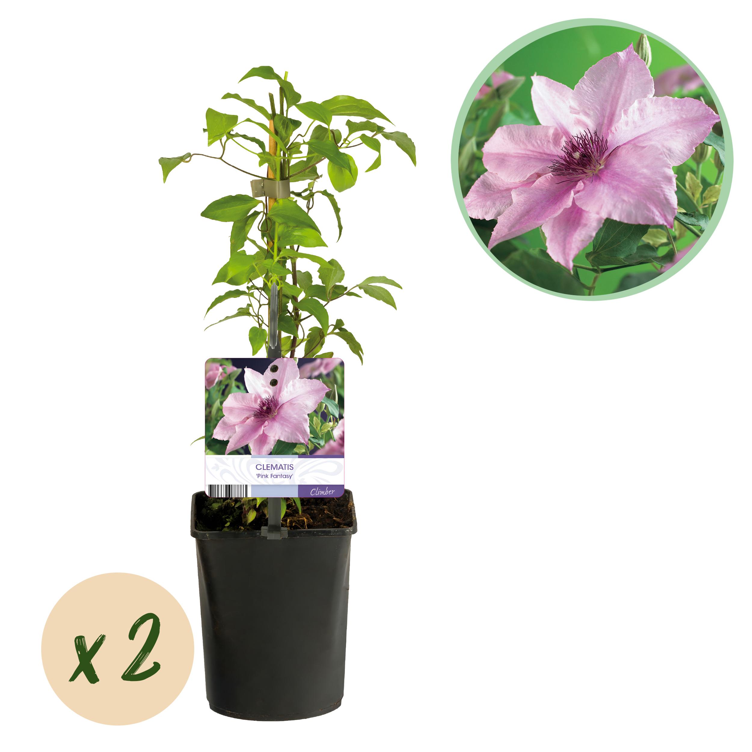 Green boutiQ en pot. Plante verte type Green boutiQ, livrée en pot, idéale pour intérieur lumineux.