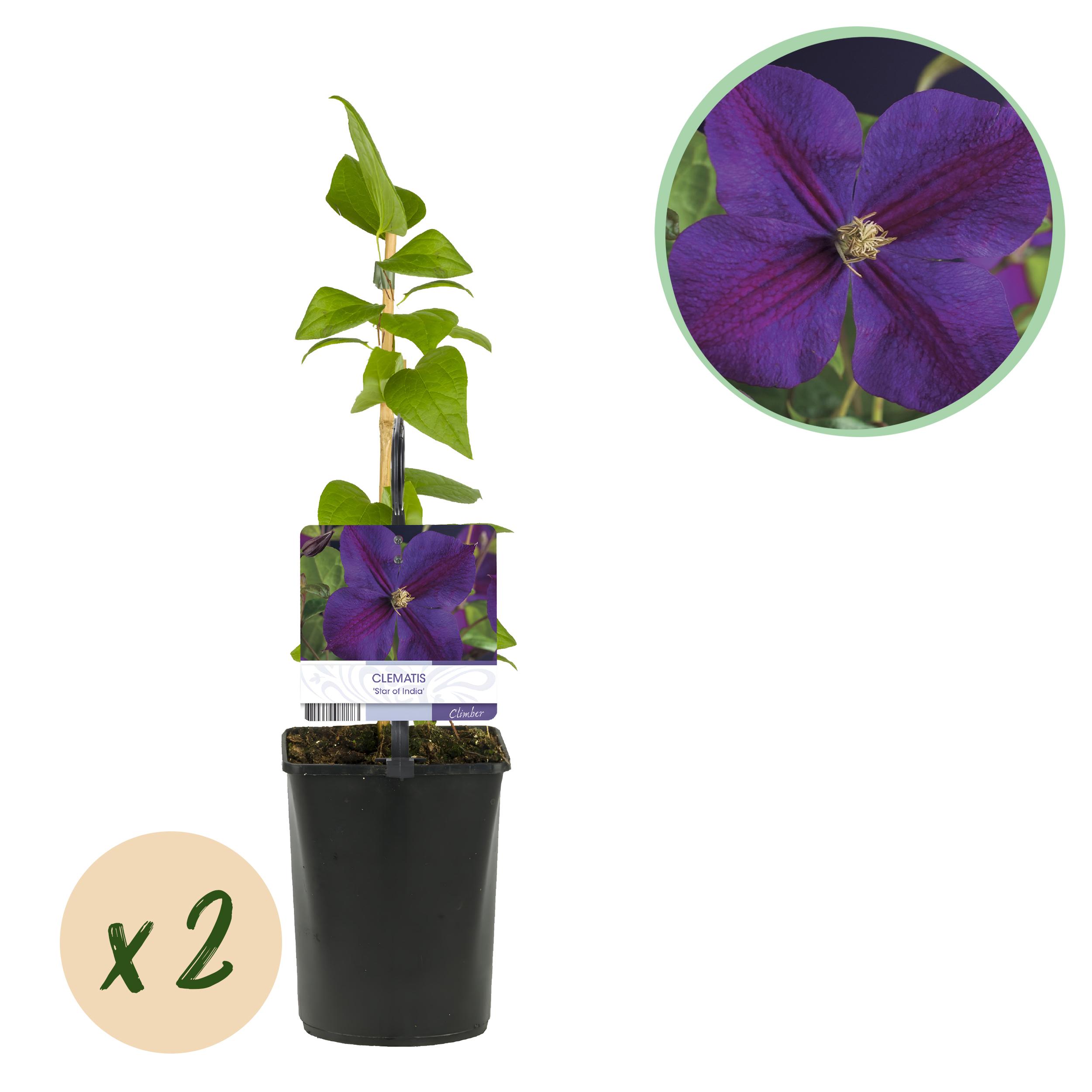 Green boutiQ en pot. Plante verte type Green boutiQ, livrée en pot, idéale pour intérieur lumineux.