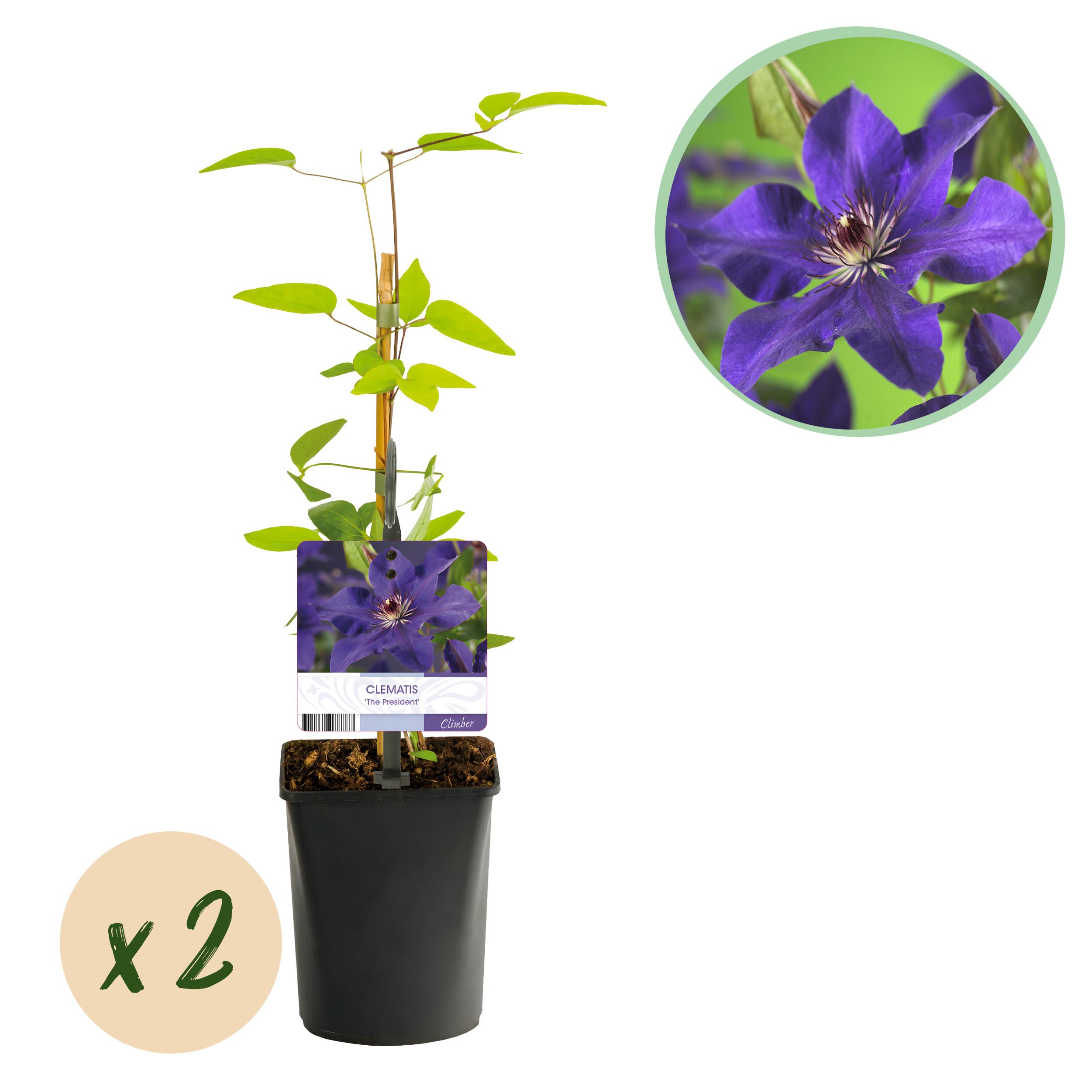 Green boutiQ en pot. Plante verte type Green boutiQ, livrée en pot, idéale pour intérieur lumineux.