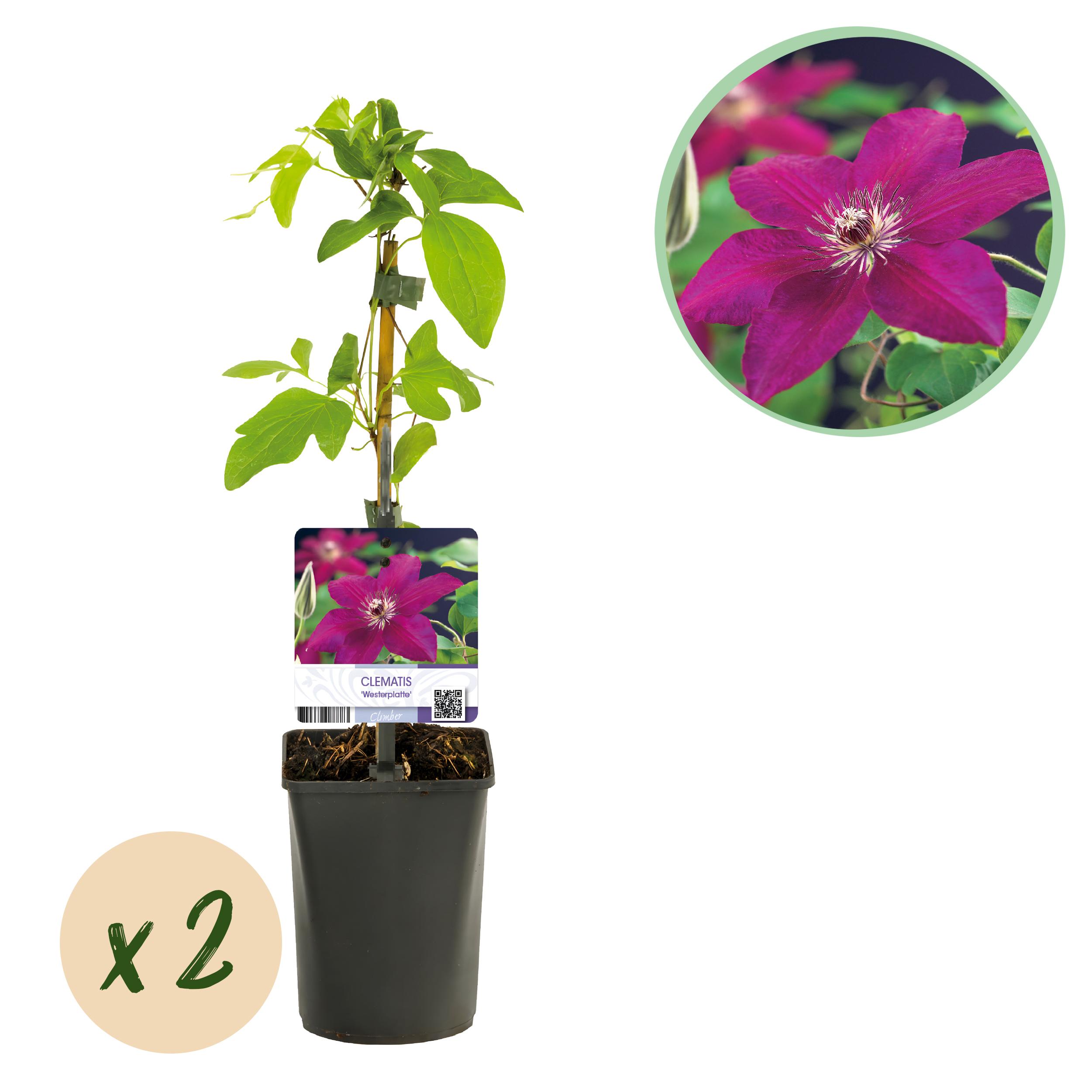 Green boutiQ en pot. Plante verte type Green boutiQ, livrée en pot, idéale pour intérieur lumineux.