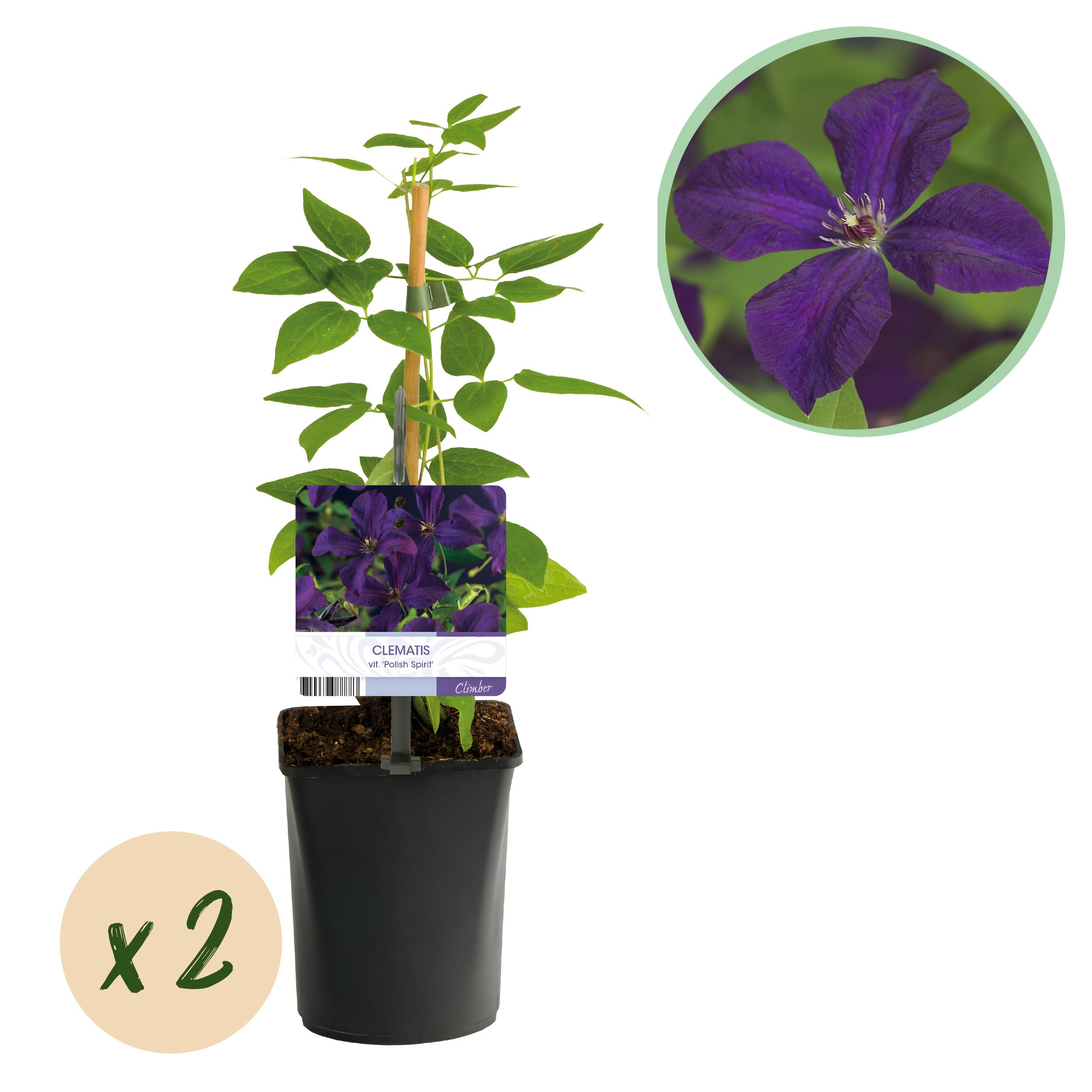 Green boutiQ en pot. Plante verte type Green boutiQ, livrée en pot, idéale pour intérieur lumineux.