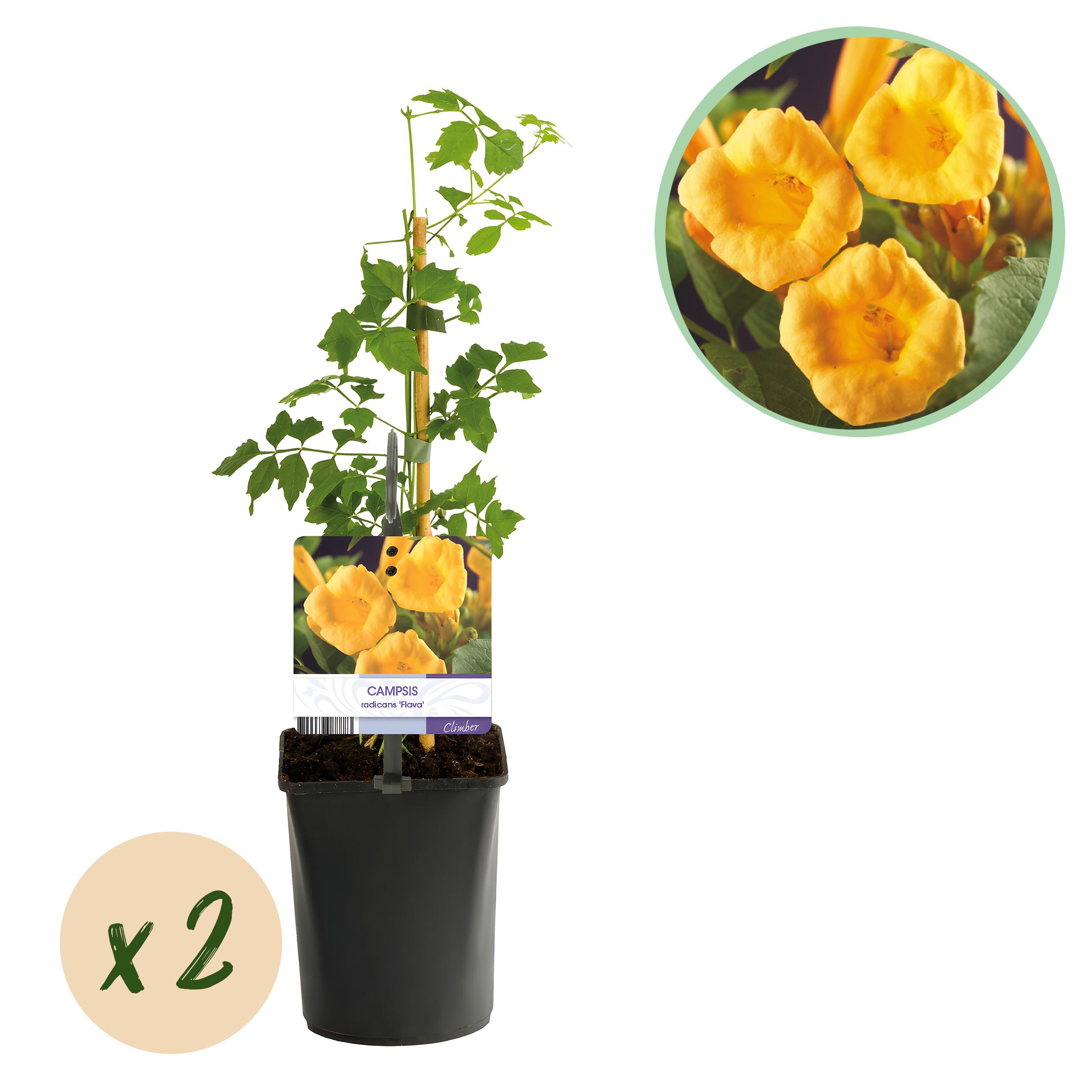 Green boutiQ en pot. Plante verte type Green boutiQ, livrée en pot, idéale pour intérieur lumineux.
