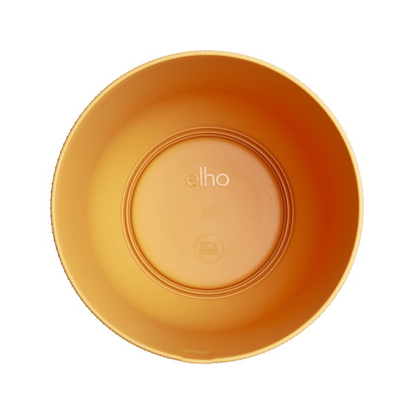 Pot elho Jazz Round amber yellow en pot  Hauteur 21cm. Plante verte type Pot elho Jazz Round amber yellow, livrée en pot, idéale pour intérieur lumineux. – Image 3