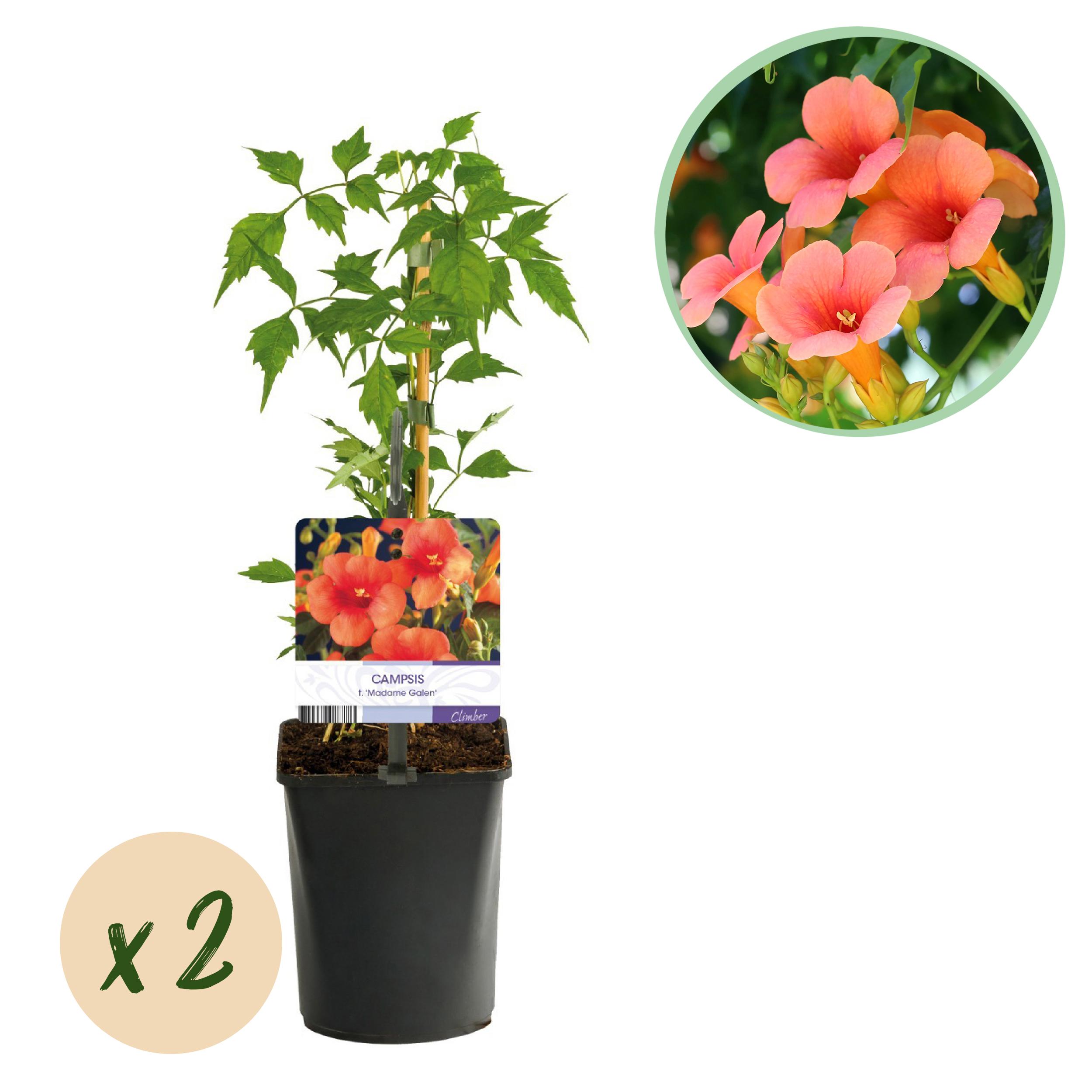 Green boutiQ en pot. Plante verte type Green boutiQ, livrée en pot, idéale pour intérieur lumineux.