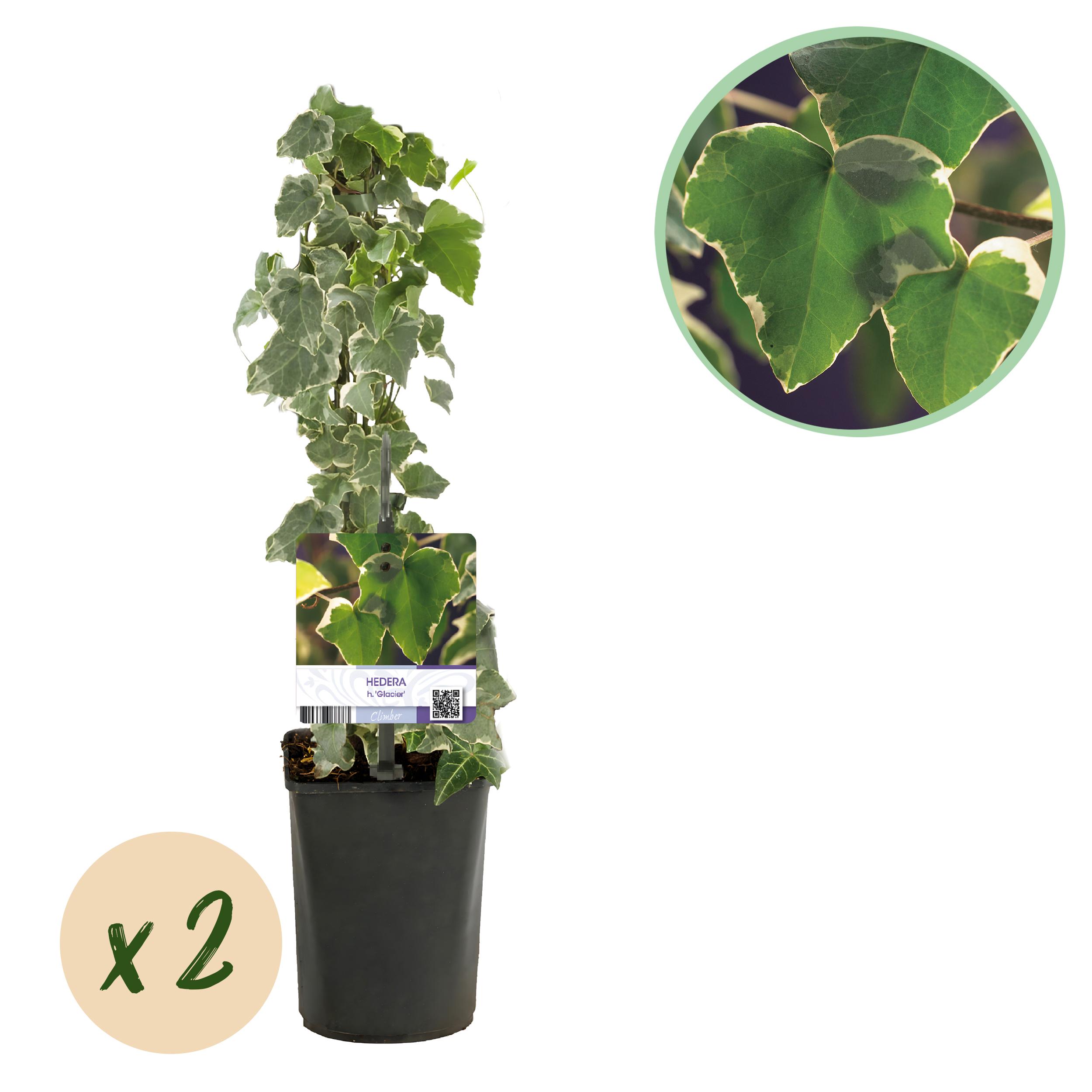 Green boutiQ en pot. Plante verte type Green boutiQ, livrée en pot, idéale pour intérieur lumineux.