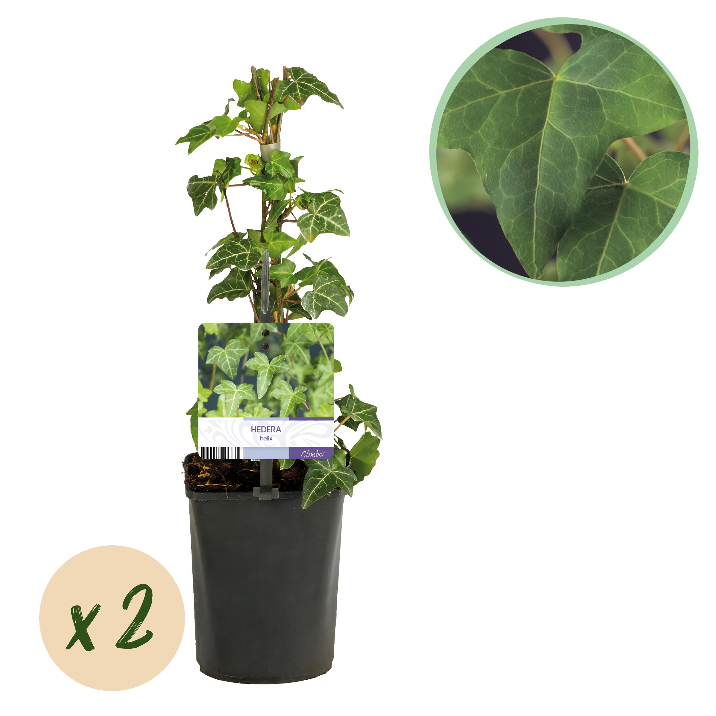 Green boutiQ en pot. Plante verte type Green boutiQ, livrée en pot, idéale pour intérieur lumineux.