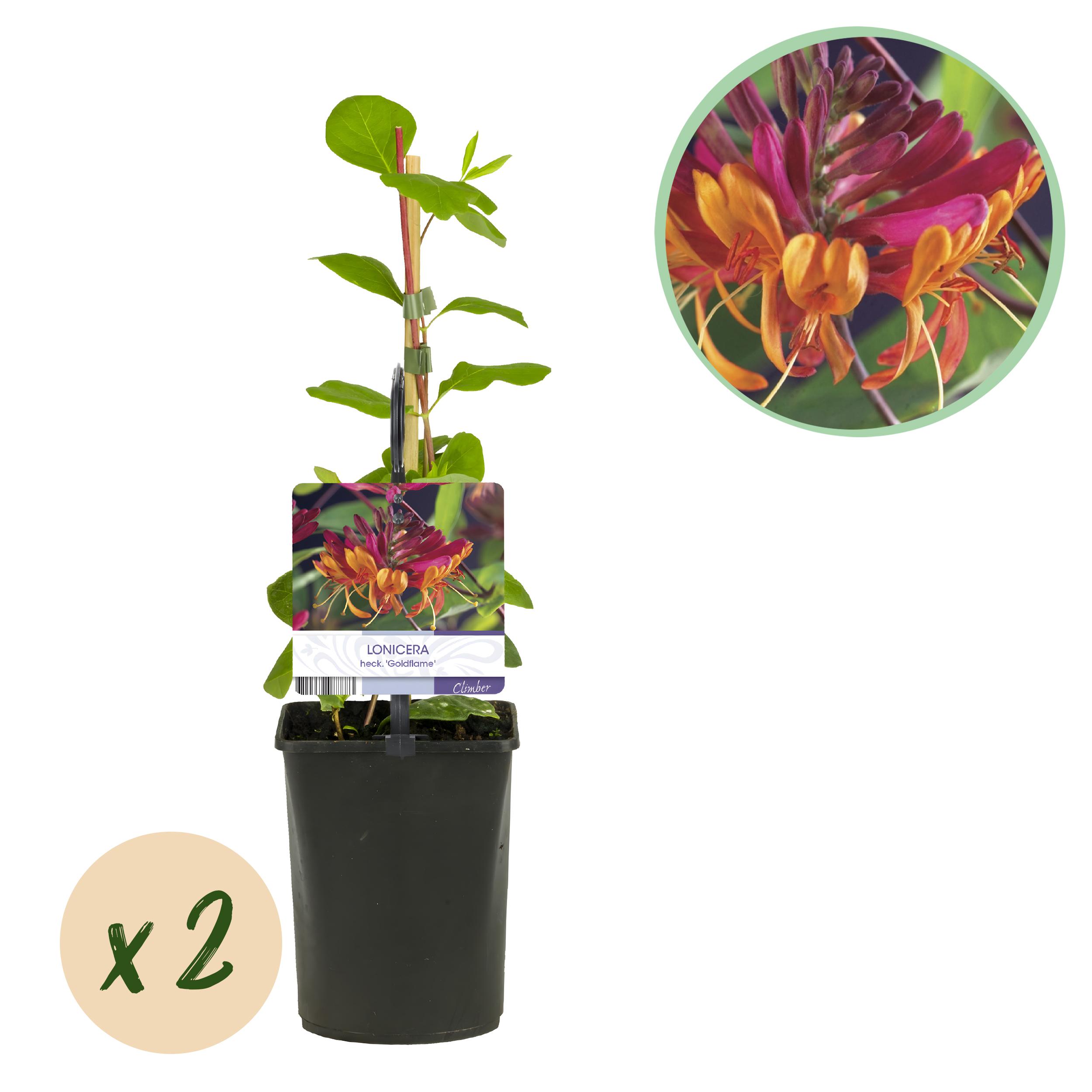 Green boutiQ en pot. Plante verte type Green boutiQ, livrée en pot, idéale pour intérieur lumineux.