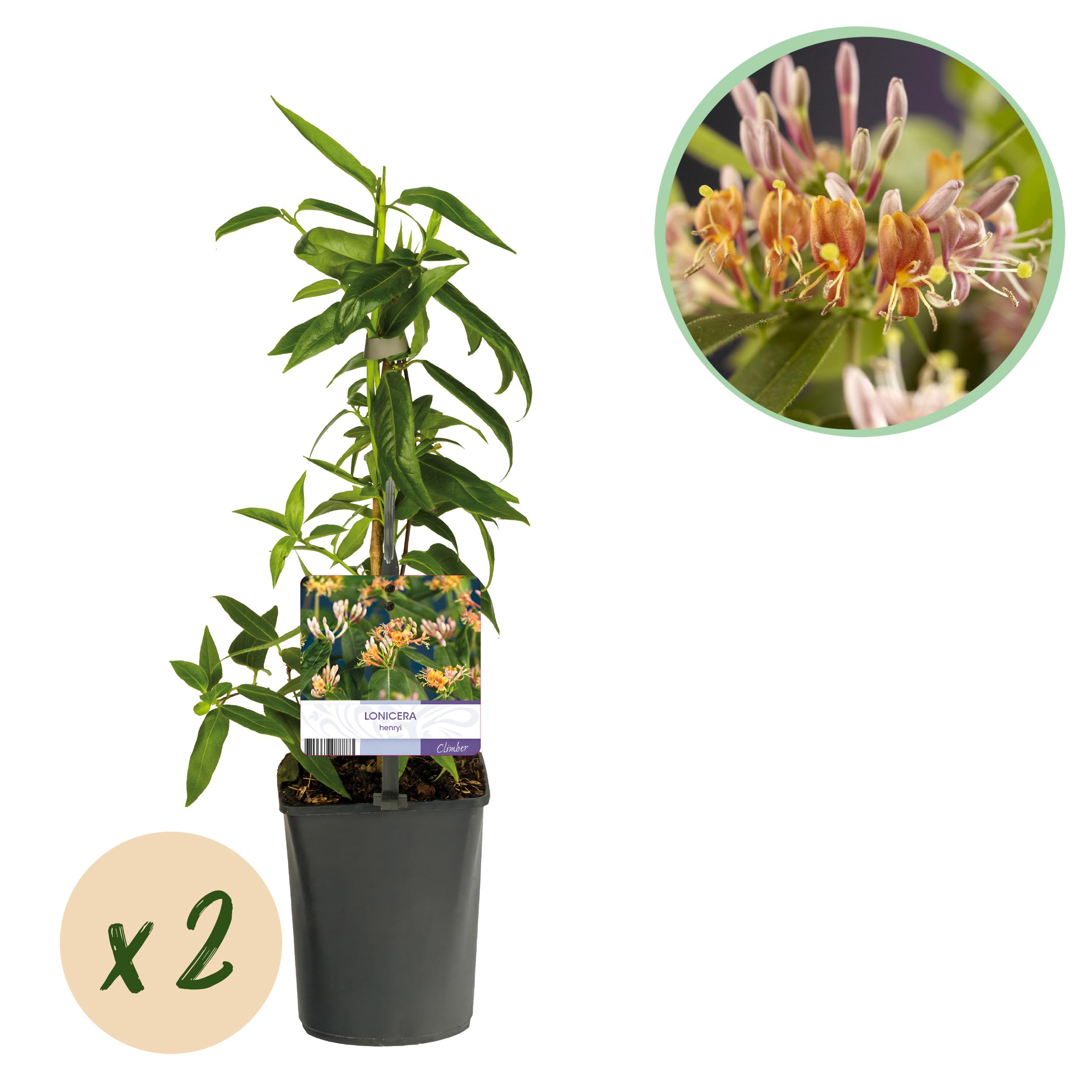 Green boutiQ en pot. Plante verte type Green boutiQ, livrée en pot, idéale pour intérieur lumineux.