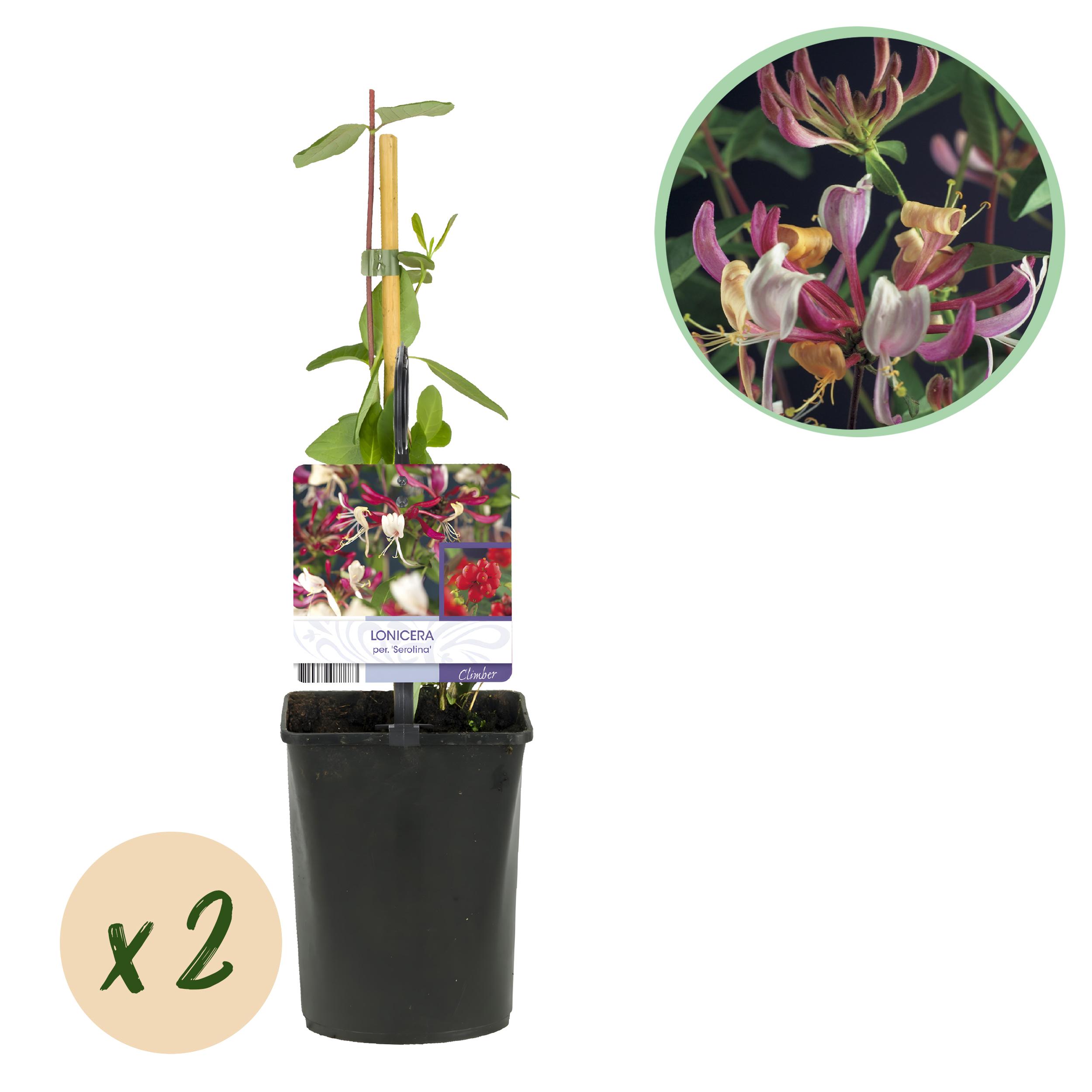 Green boutiQ en pot. Plante verte type Green boutiQ, livrée en pot, idéale pour intérieur lumineux.