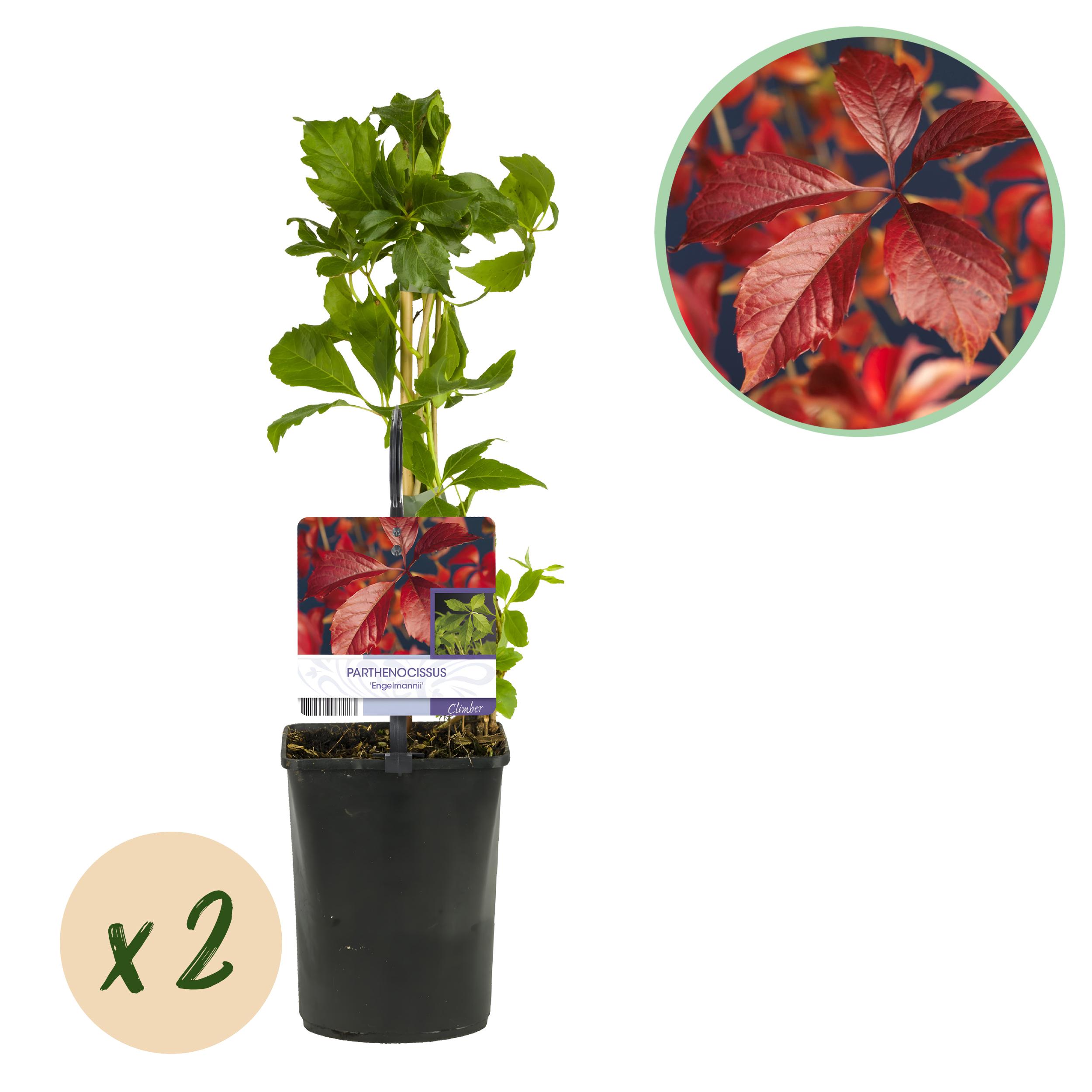 Green boutiQ en pot. Plante verte type Green boutiQ, livrée en pot, idéale pour intérieur lumineux.