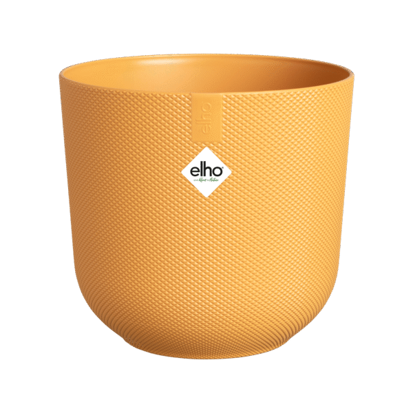 Pot elho Jazz Round amber yellow en pot  Hauteur 13cm. Plante verte type Pot elho Jazz Round amber yellow, livrée en pot, idéale pour intérieur lumineux. – Image 2