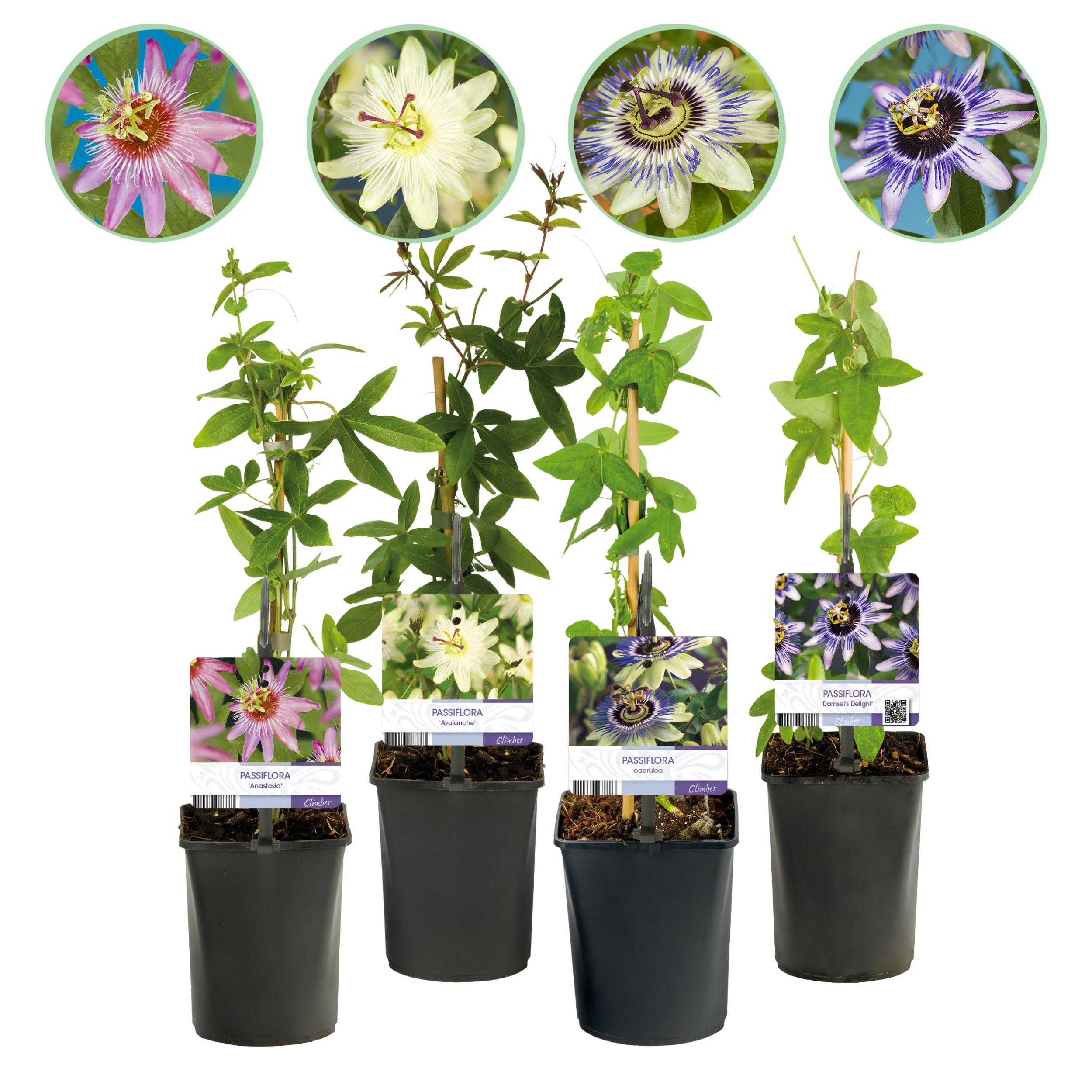 Green boutiQ en pot. Plante verte type Green boutiQ, livrée en pot, idéale pour intérieur lumineux.