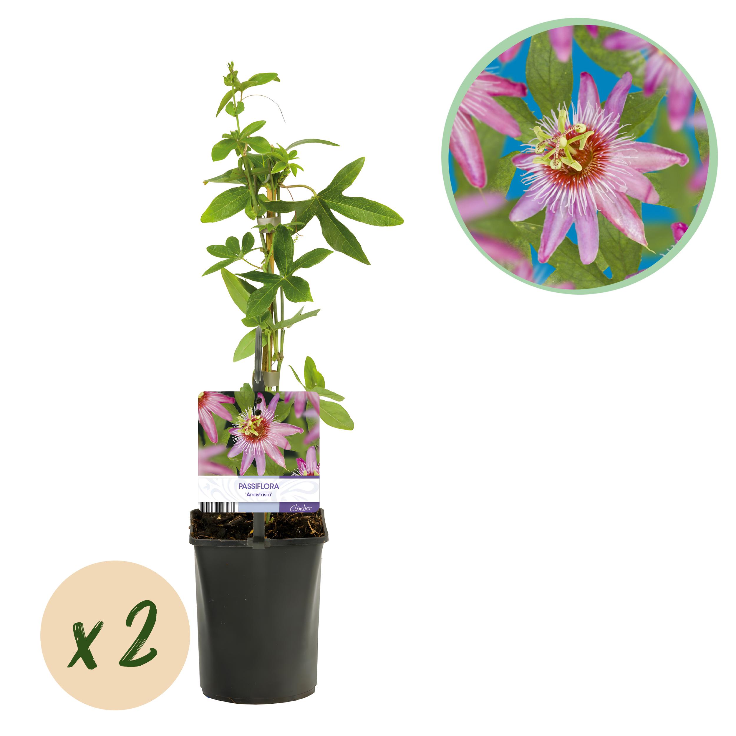 Green boutiQ en pot. Plante verte type Green boutiQ, livrée en pot, idéale pour intérieur lumineux.