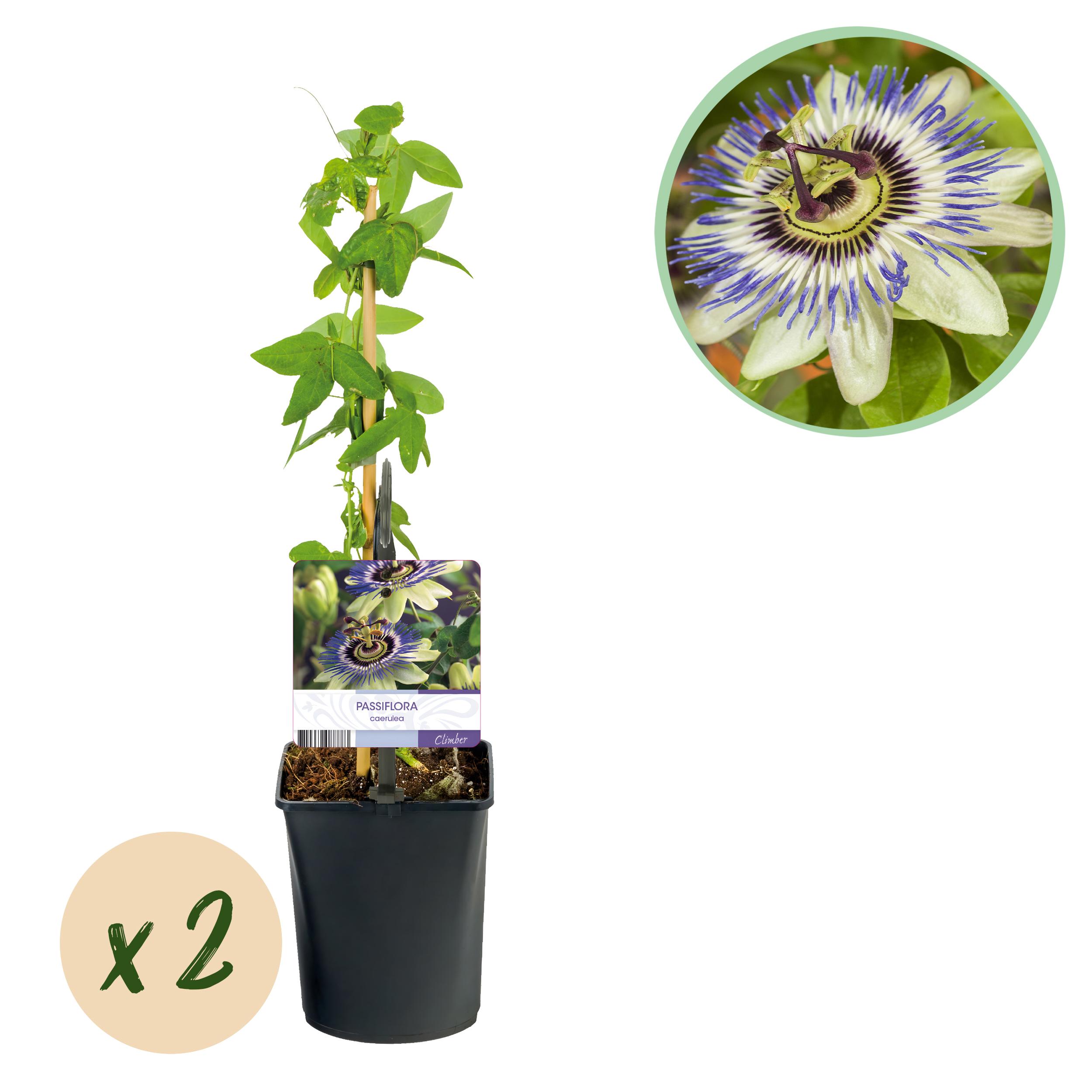 Green boutiQ en pot. Plante verte type Green boutiQ, livrée en pot, idéale pour intérieur lumineux.