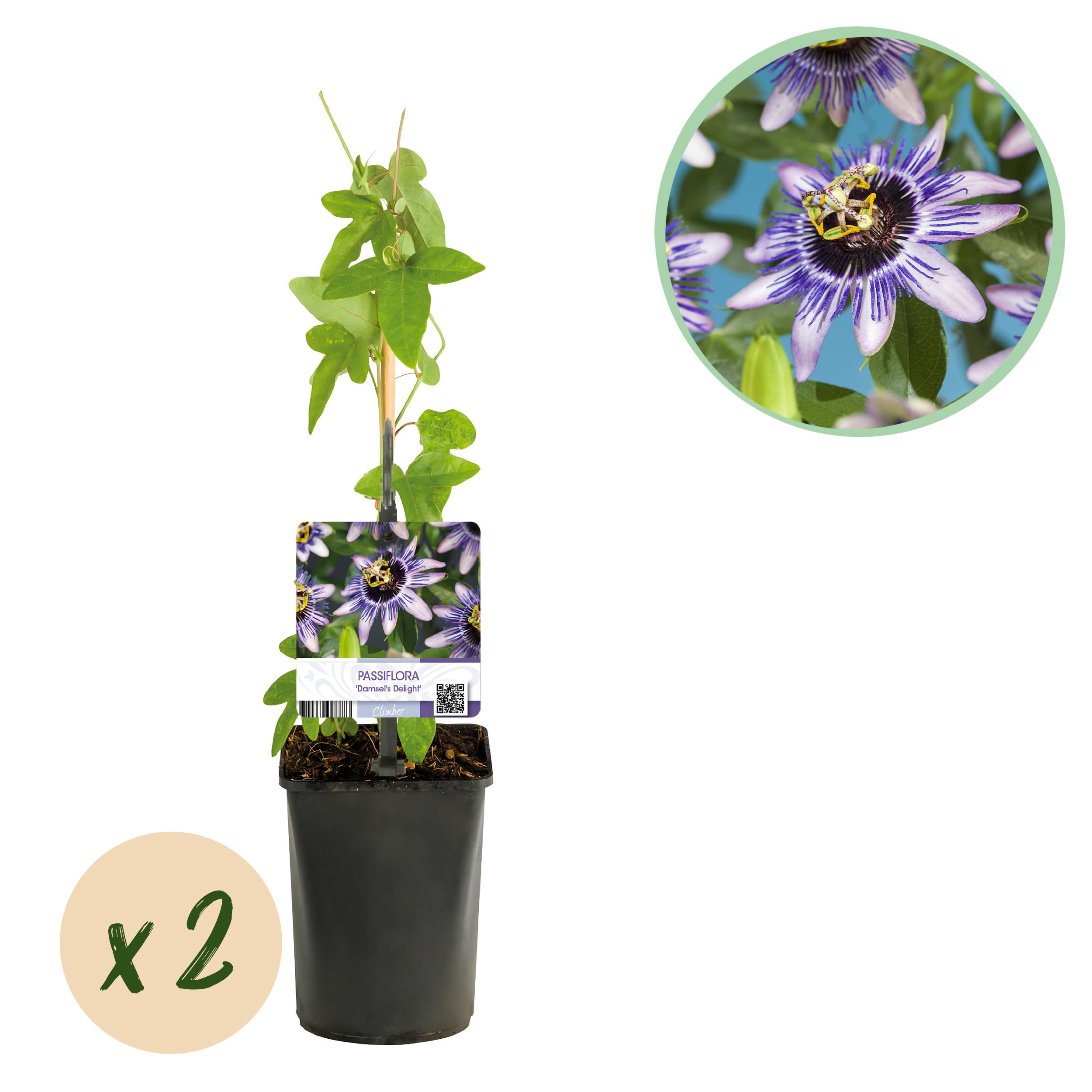 Green boutiQ en pot. Plante verte type Green boutiQ, livrée en pot, idéale pour intérieur lumineux.