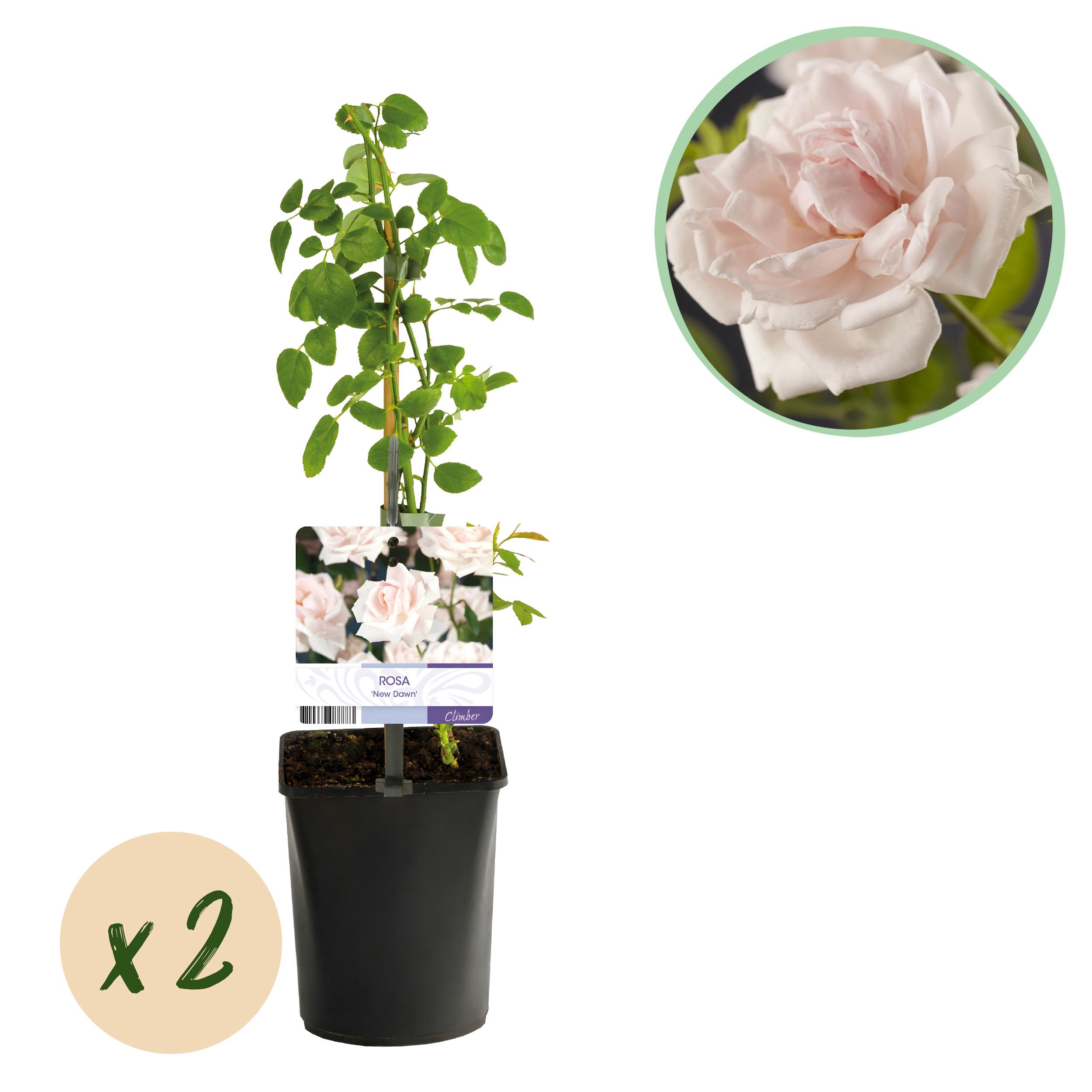 Green boutiQ en pot. Plante verte type Green boutiQ, livrée en pot, idéale pour intérieur lumineux.