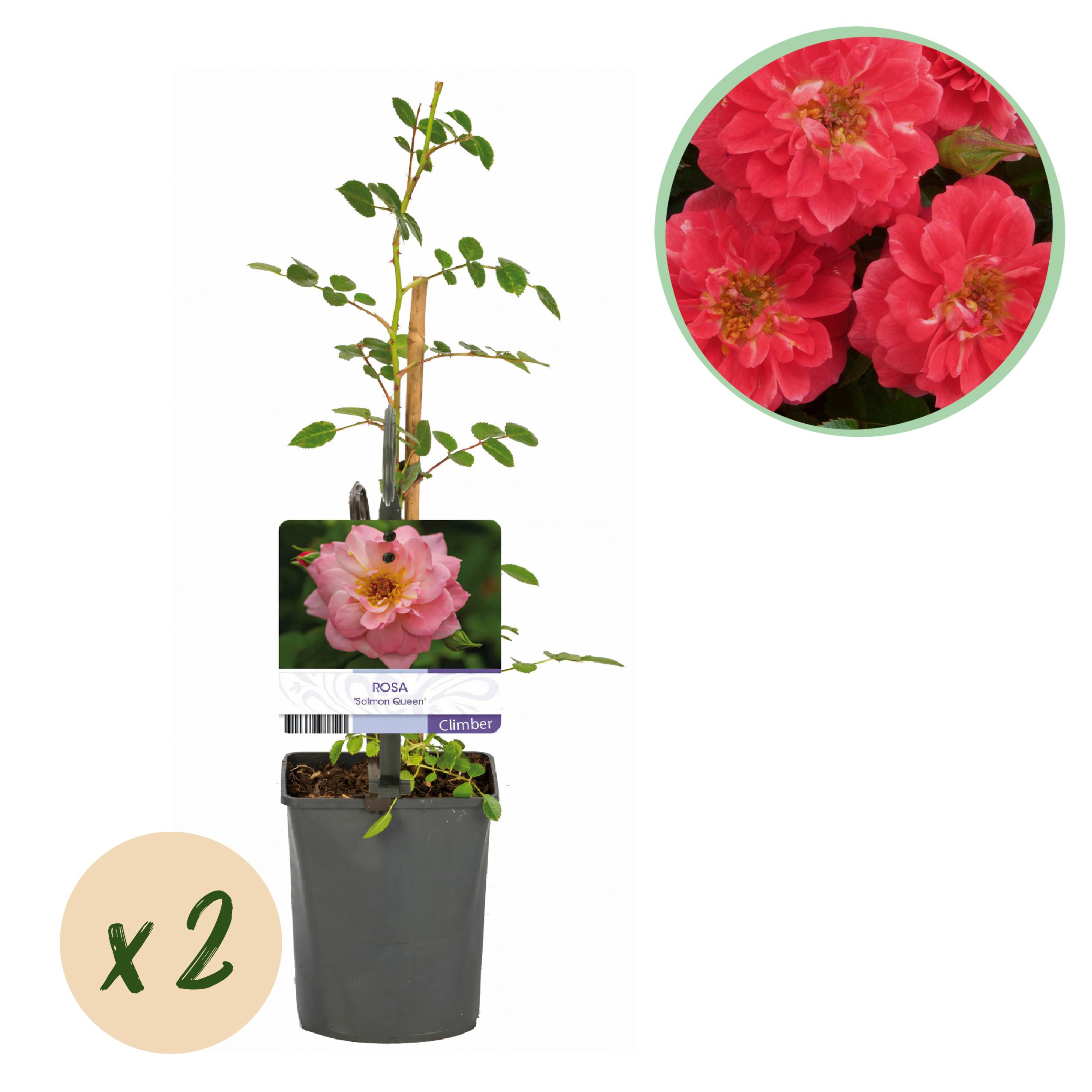 Green boutiQ en pot. Plante verte type Green boutiQ, livrée en pot, idéale pour intérieur lumineux.