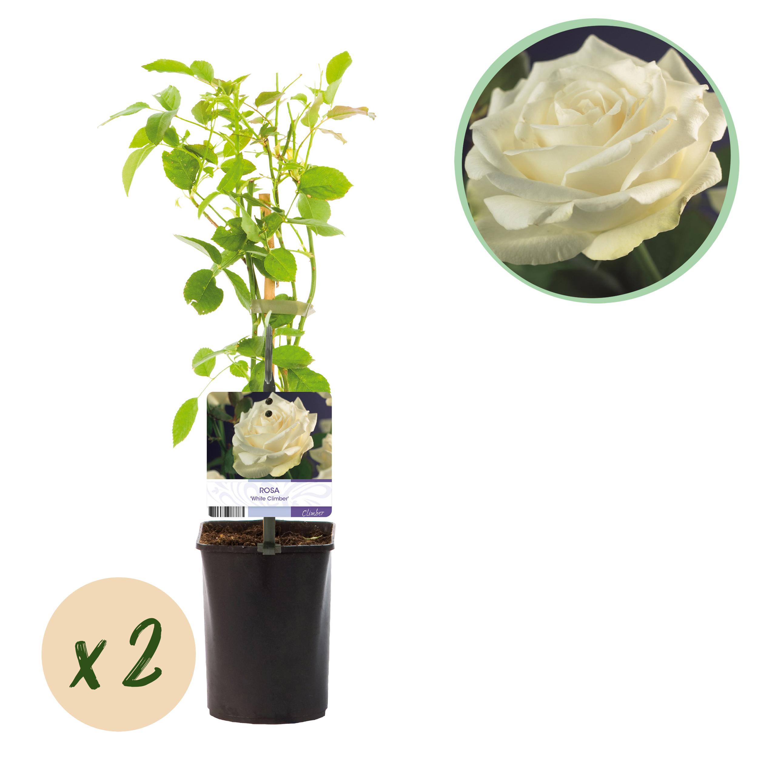 Green boutiQ en pot. Plante verte type Green boutiQ, livrée en pot, idéale pour intérieur lumineux.