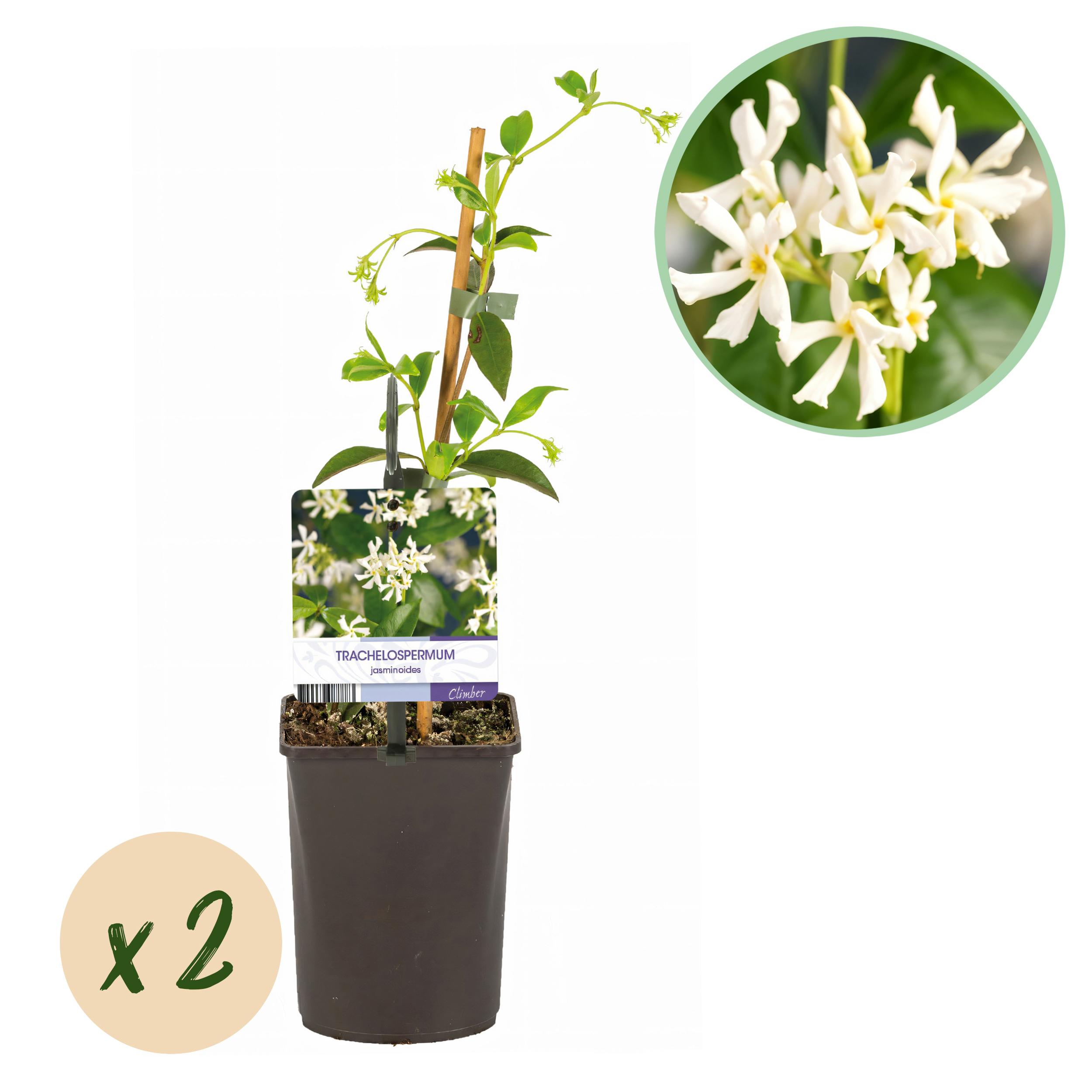 Green boutiQ en pot. Plante verte type Green boutiQ, livrée en pot, idéale pour intérieur lumineux.