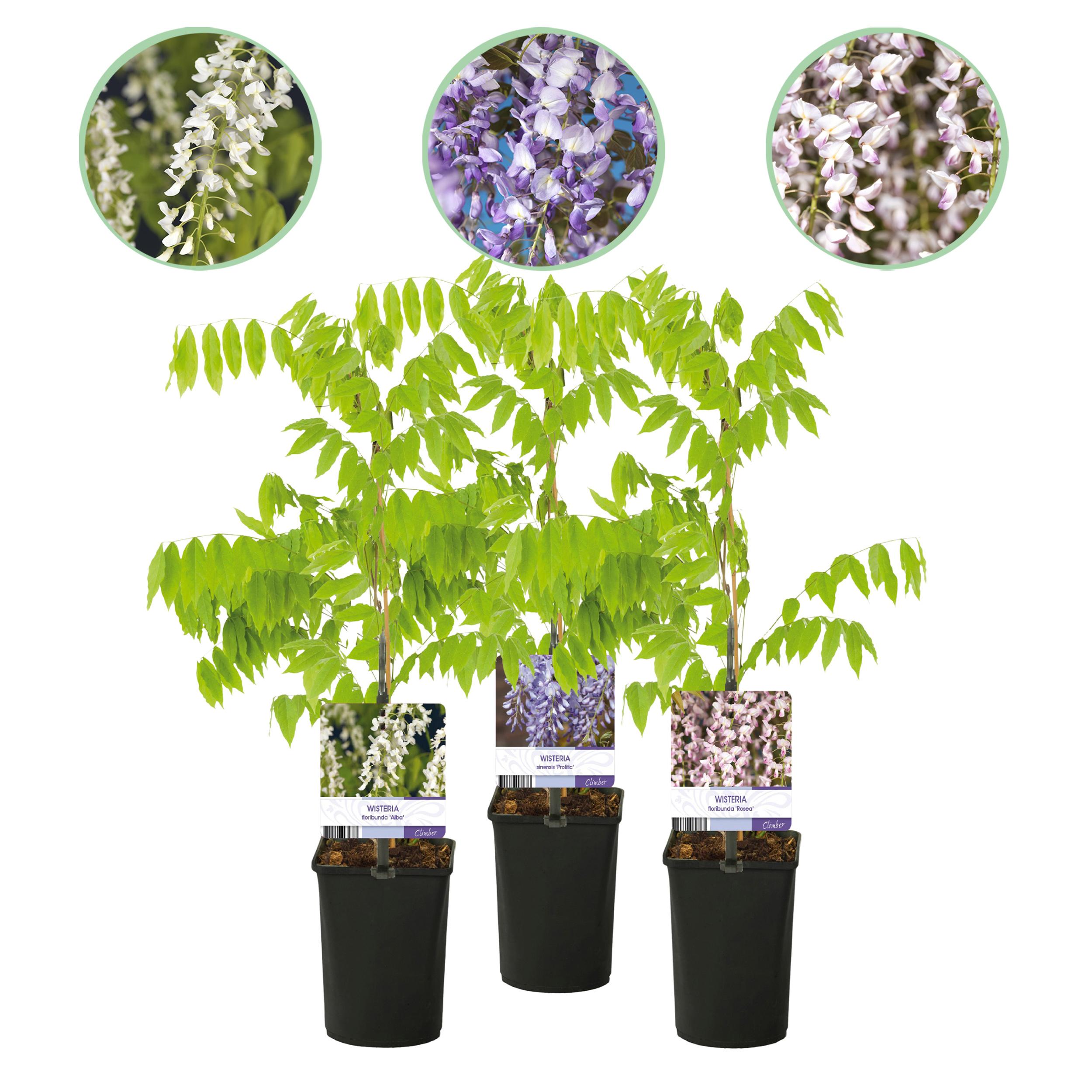 Green boutiQ en pot. Plante verte type Green boutiQ, livrée en pot, idéale pour intérieur lumineux.