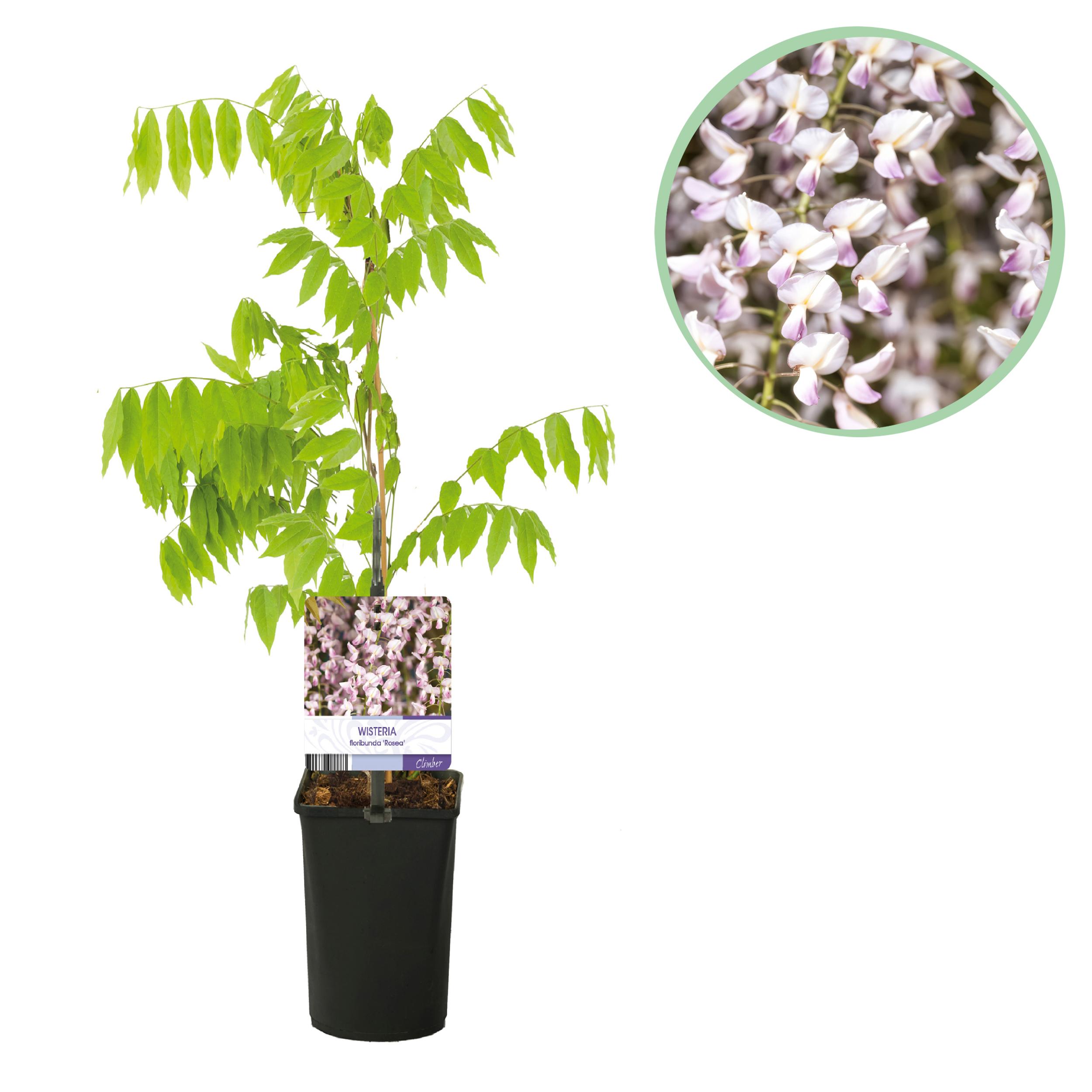 Green boutiQ en pot. Plante verte type Green boutiQ, livrée en pot, idéale pour intérieur lumineux.
