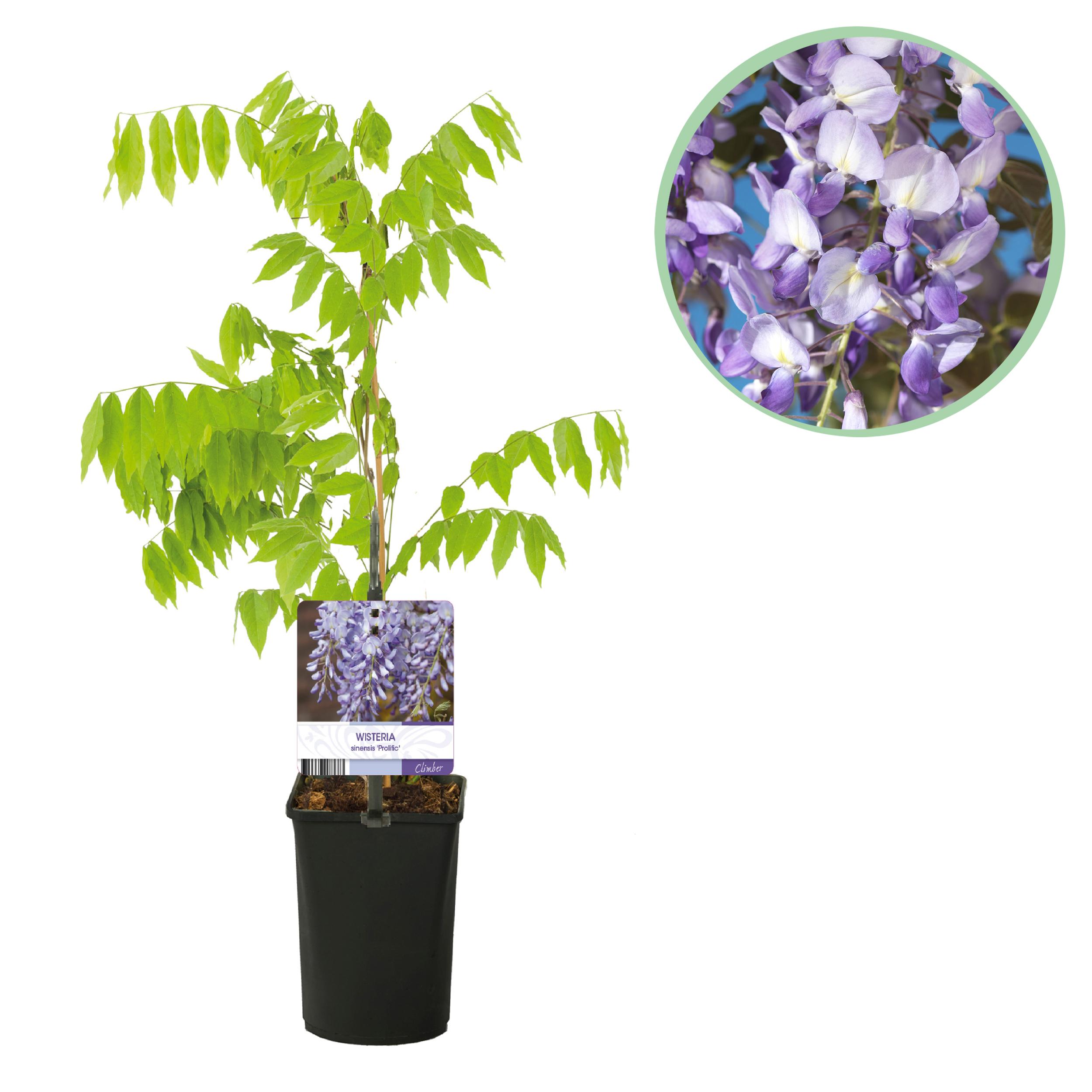 Green boutiQ en pot. Plante verte type Green boutiQ, livrée en pot, idéale pour intérieur lumineux.