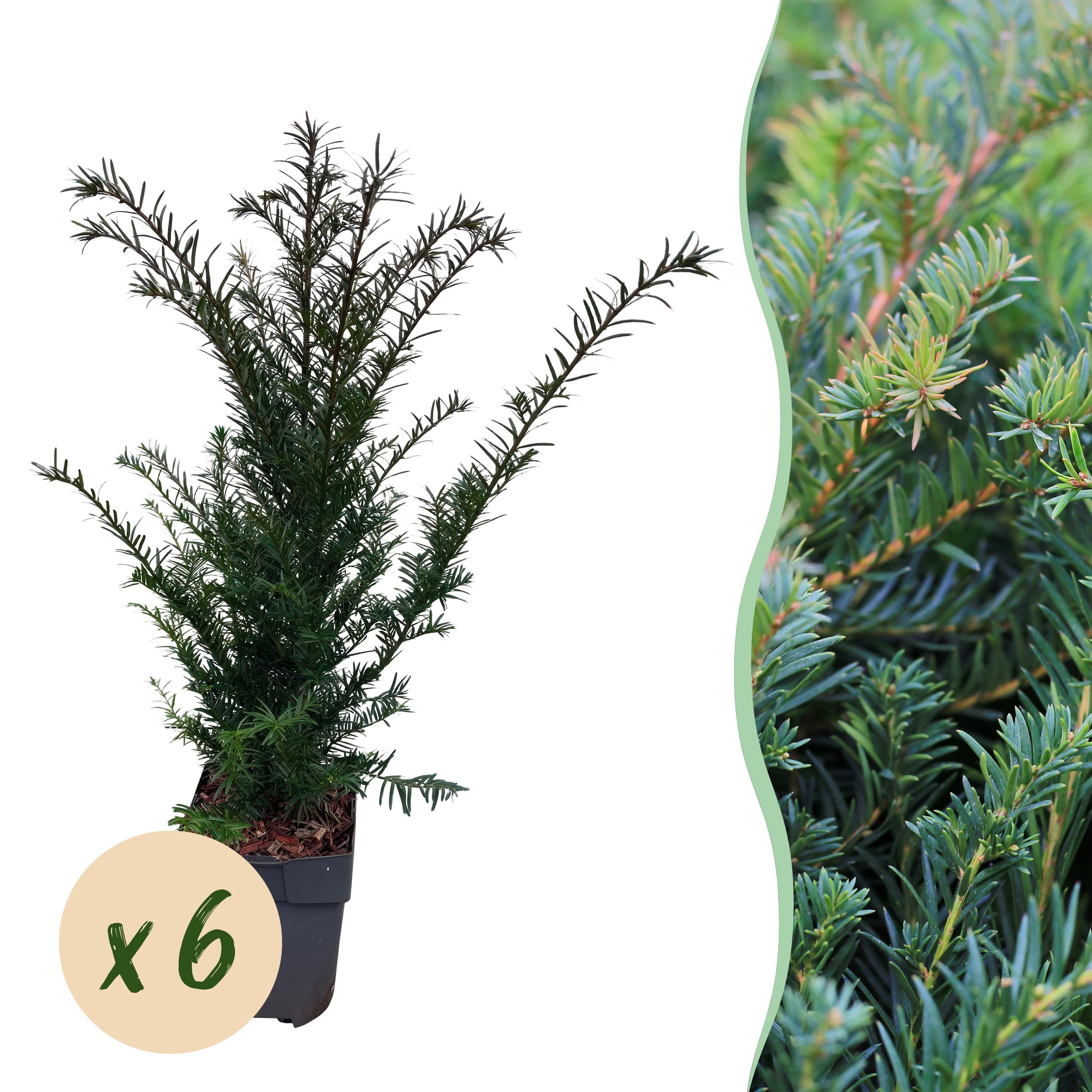 Green boutiQ en pot. Plante verte type Green boutiQ, livrée en pot, idéale pour intérieur lumineux.