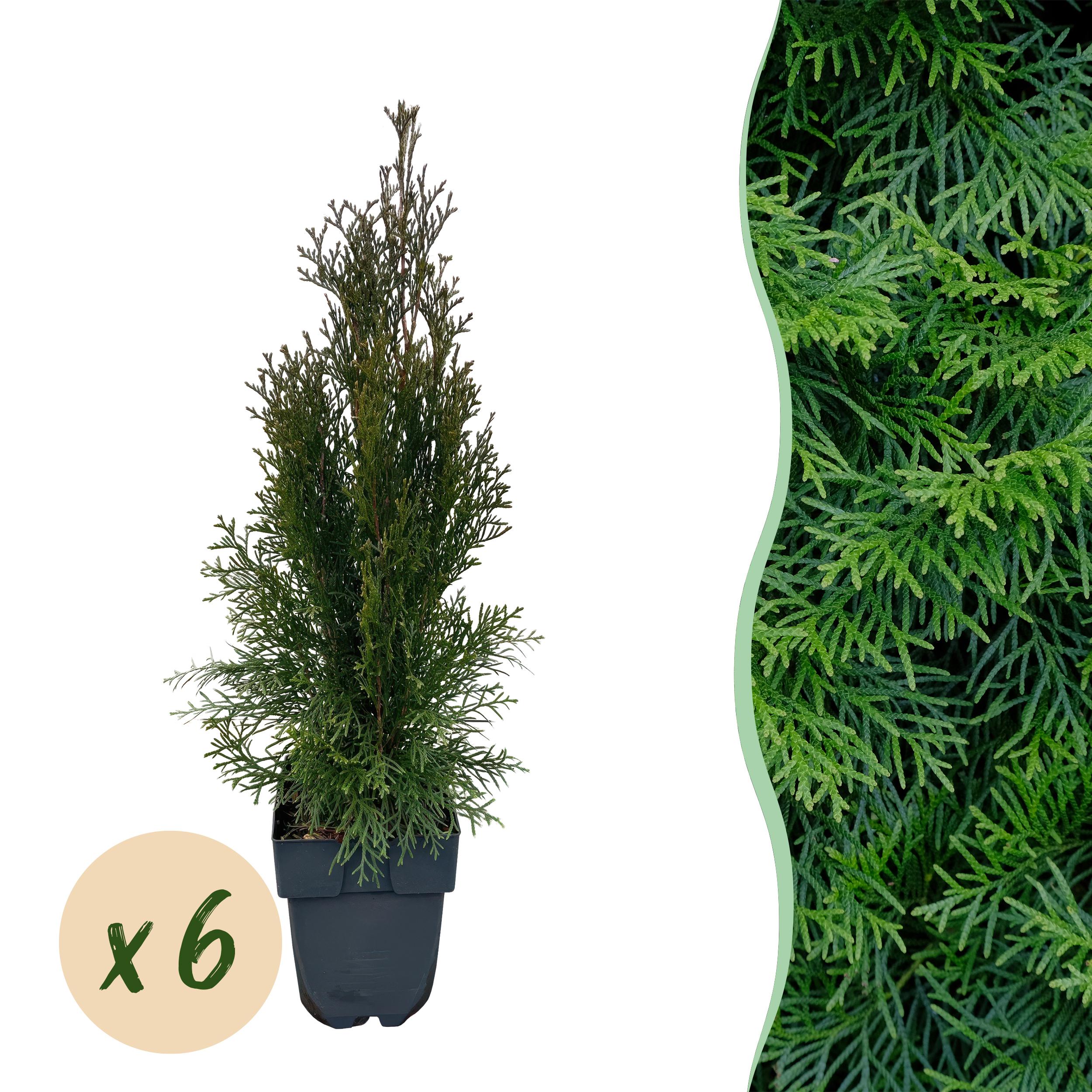 Green boutiQ en pot. Plante verte type Green boutiQ, livrée en pot, idéale pour intérieur lumineux.