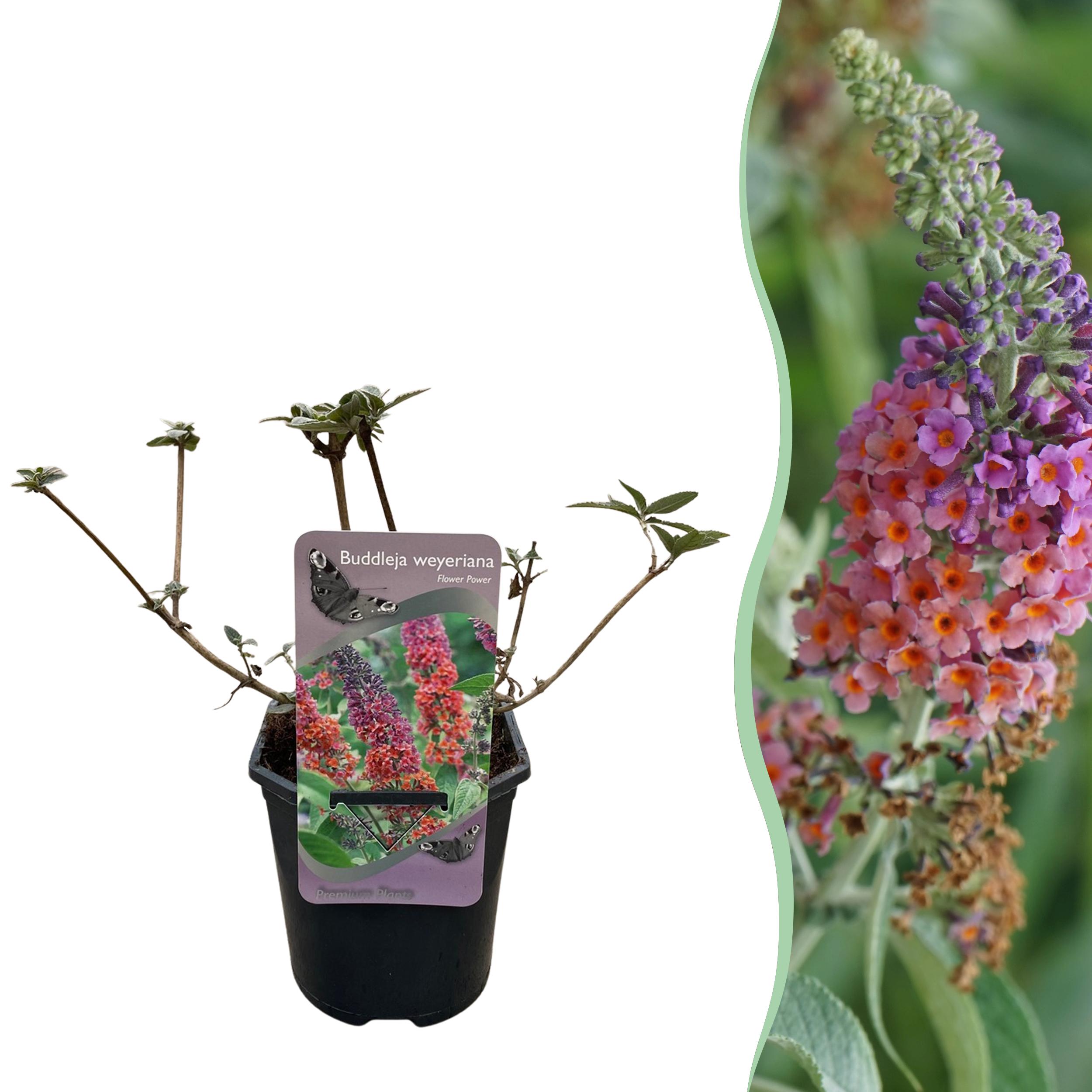 Green boutiQ en pot. Plante verte type Green boutiQ, livrée en pot, idéale pour intérieur lumineux.