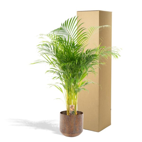 Areca palm met pot en pot Ø24cm. Plante verte type Areca palm met pot, livrée en pot, idéale pour intérieur lumineux. – Image 4