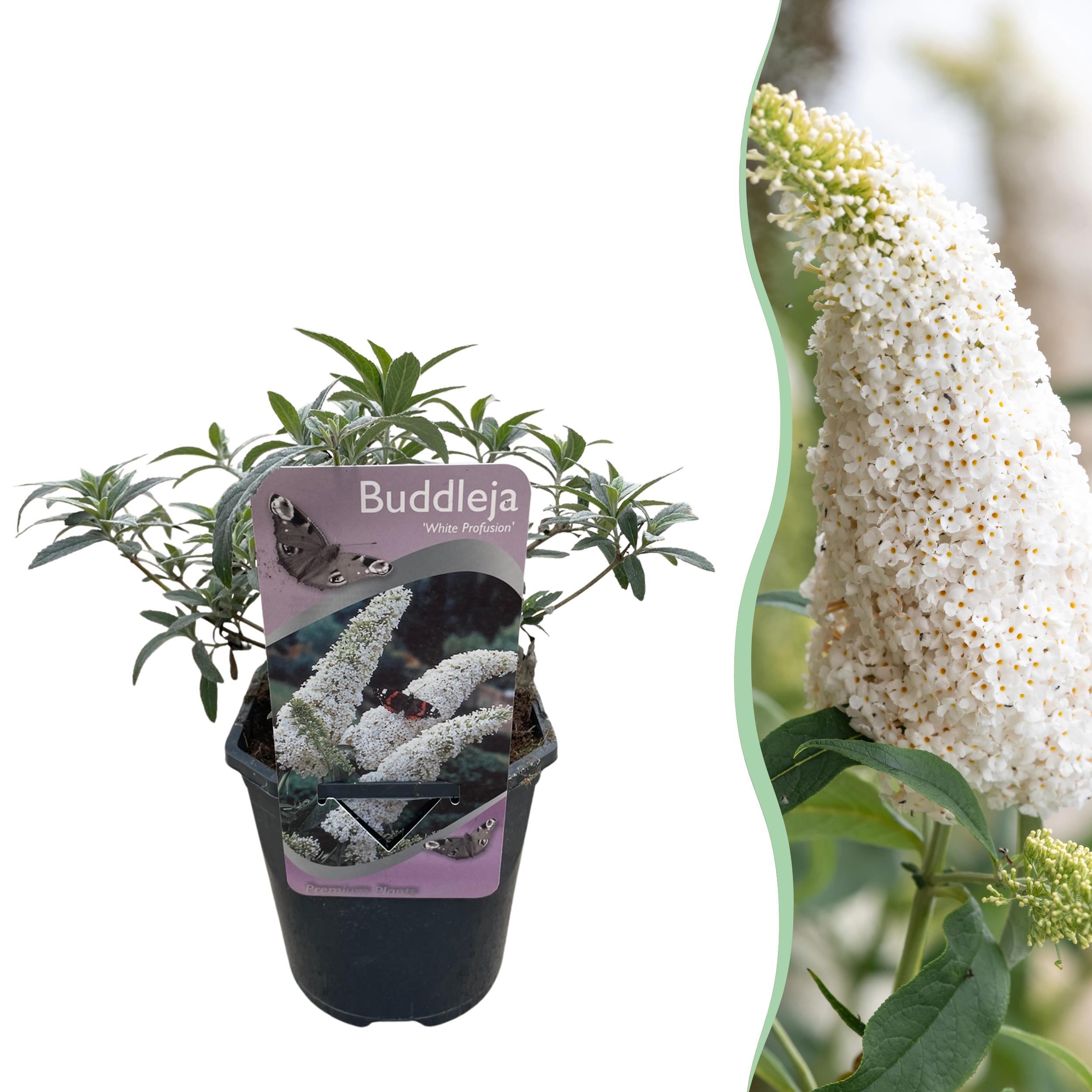 Green boutiQ en pot. Plante verte type Green boutiQ, livrée en pot, idéale pour intérieur lumineux.