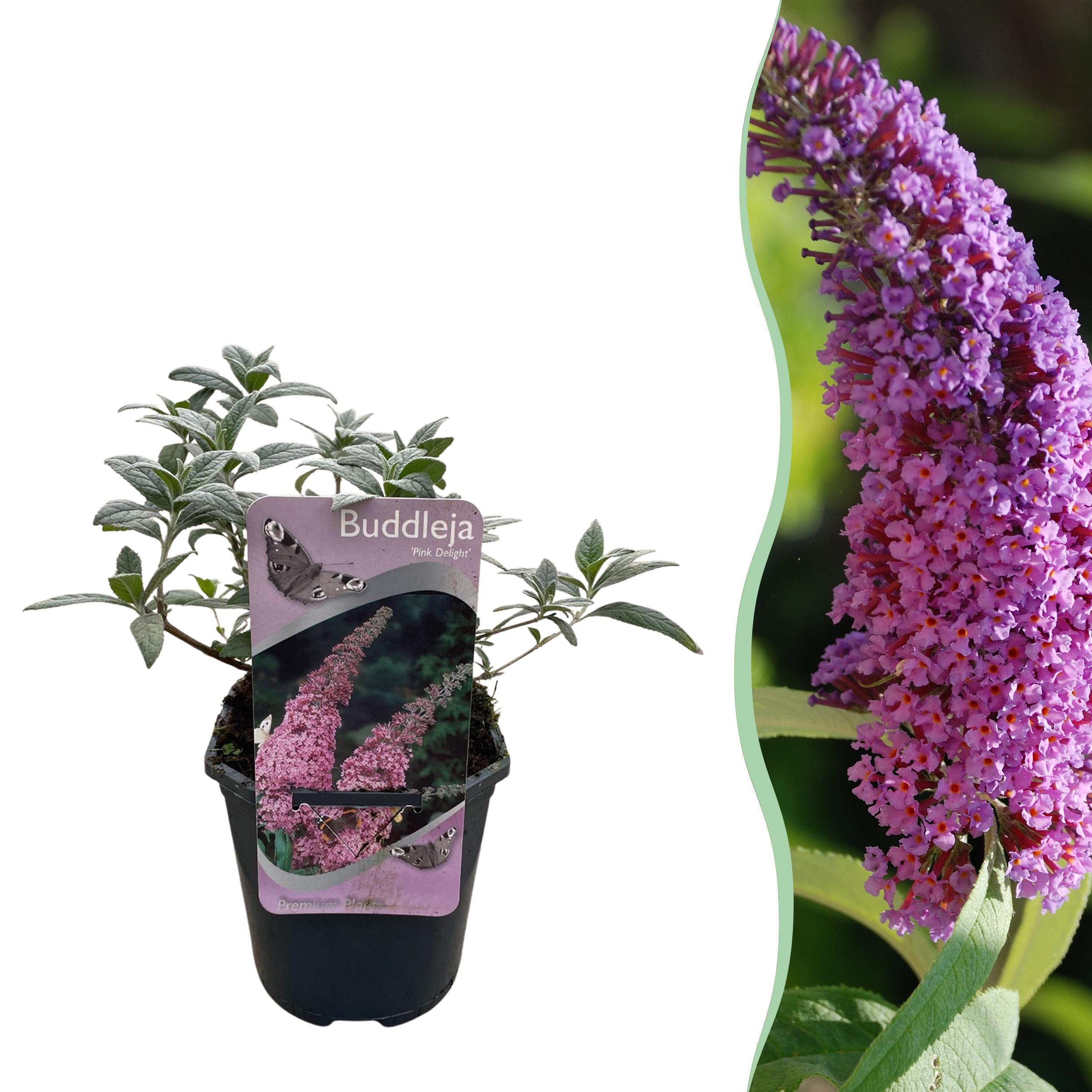Green boutiQ en pot. Plante verte type Green boutiQ, livrée en pot, idéale pour intérieur lumineux.