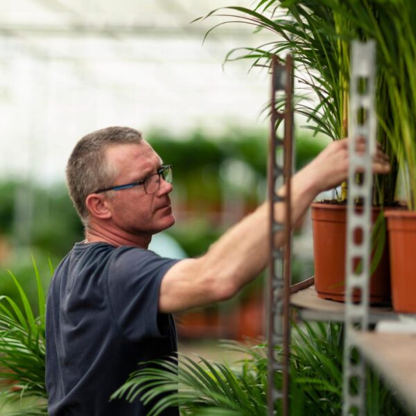Areca palm met pot en pot Ø24cm. Plante verte type Areca palm met pot, livrée en pot, idéale pour intérieur lumineux. – Image 6