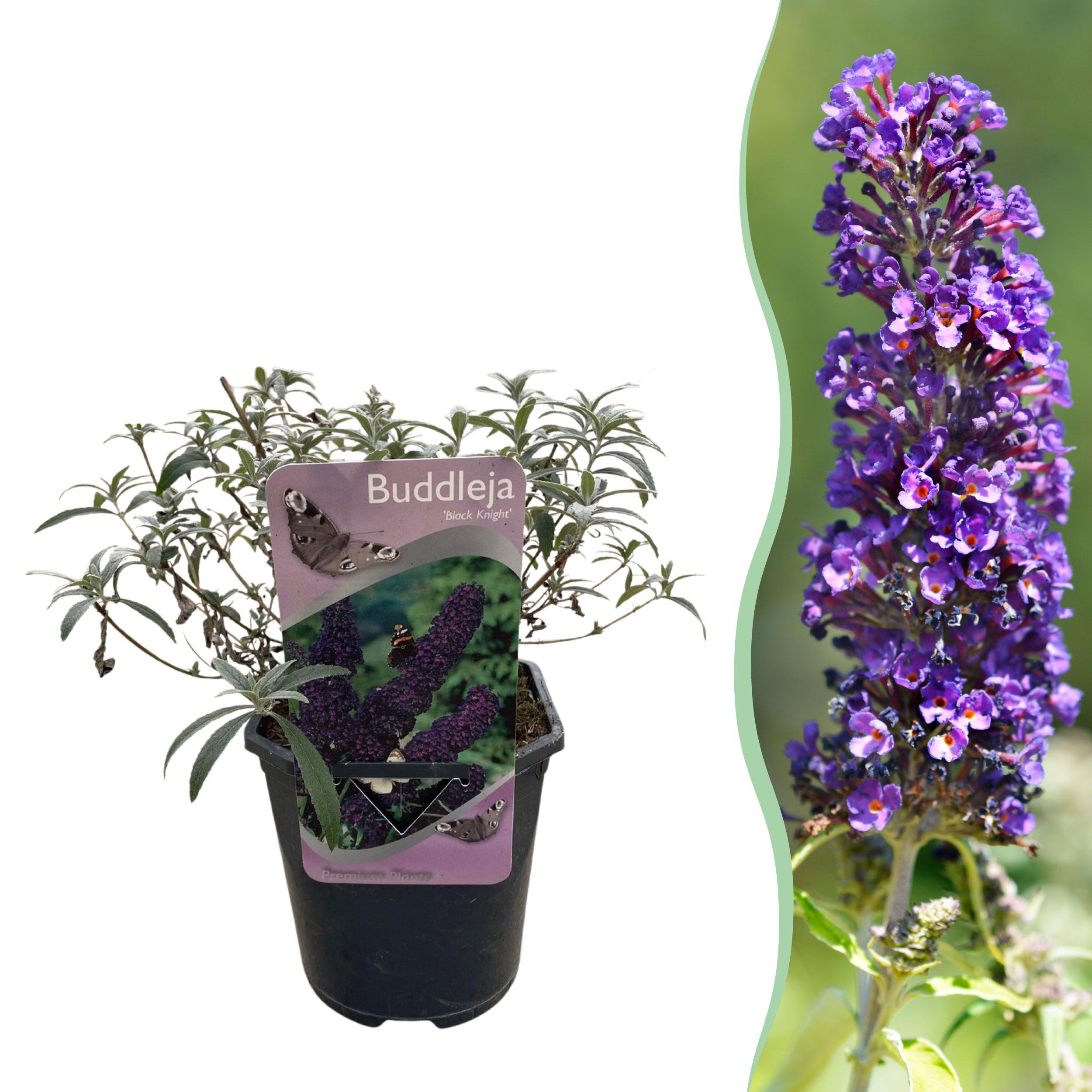 Green boutiQ en pot. Plante verte type Green boutiQ, livrée en pot, idéale pour intérieur lumineux.