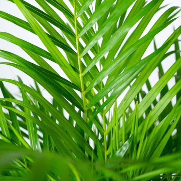 Areca palm met pot en pot Ø24cm. Plante verte type Areca palm met pot, livrée en pot, idéale pour intérieur lumineux. – Image 7