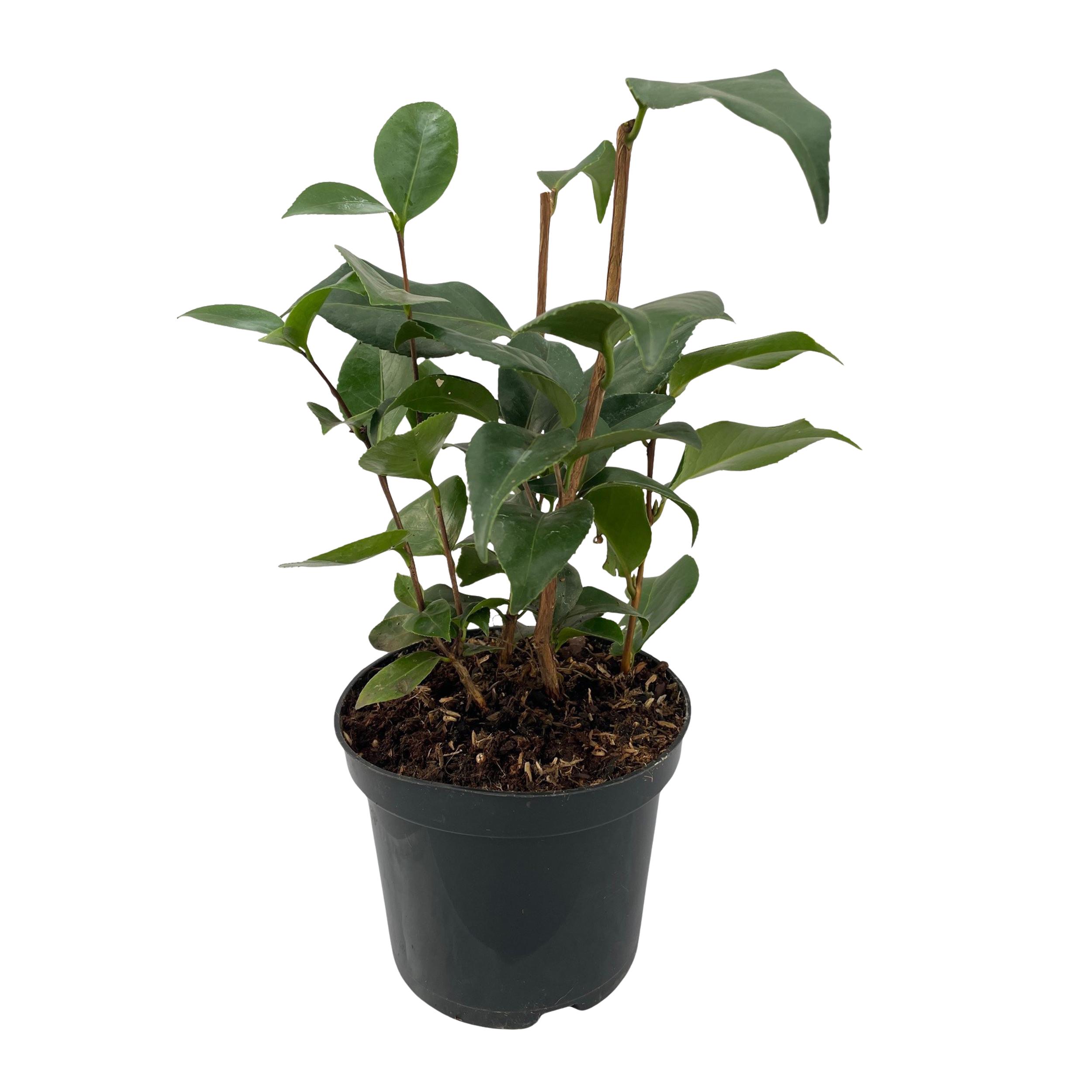 Green boutiQ en pot. Plante verte type Green boutiQ, livrée en pot, idéale pour intérieur lumineux. – Image 2
